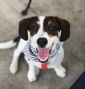 Bingo, Waggin' Wednesdays and So Much More