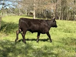 Local Spotlight: Mountain Breeze Farms