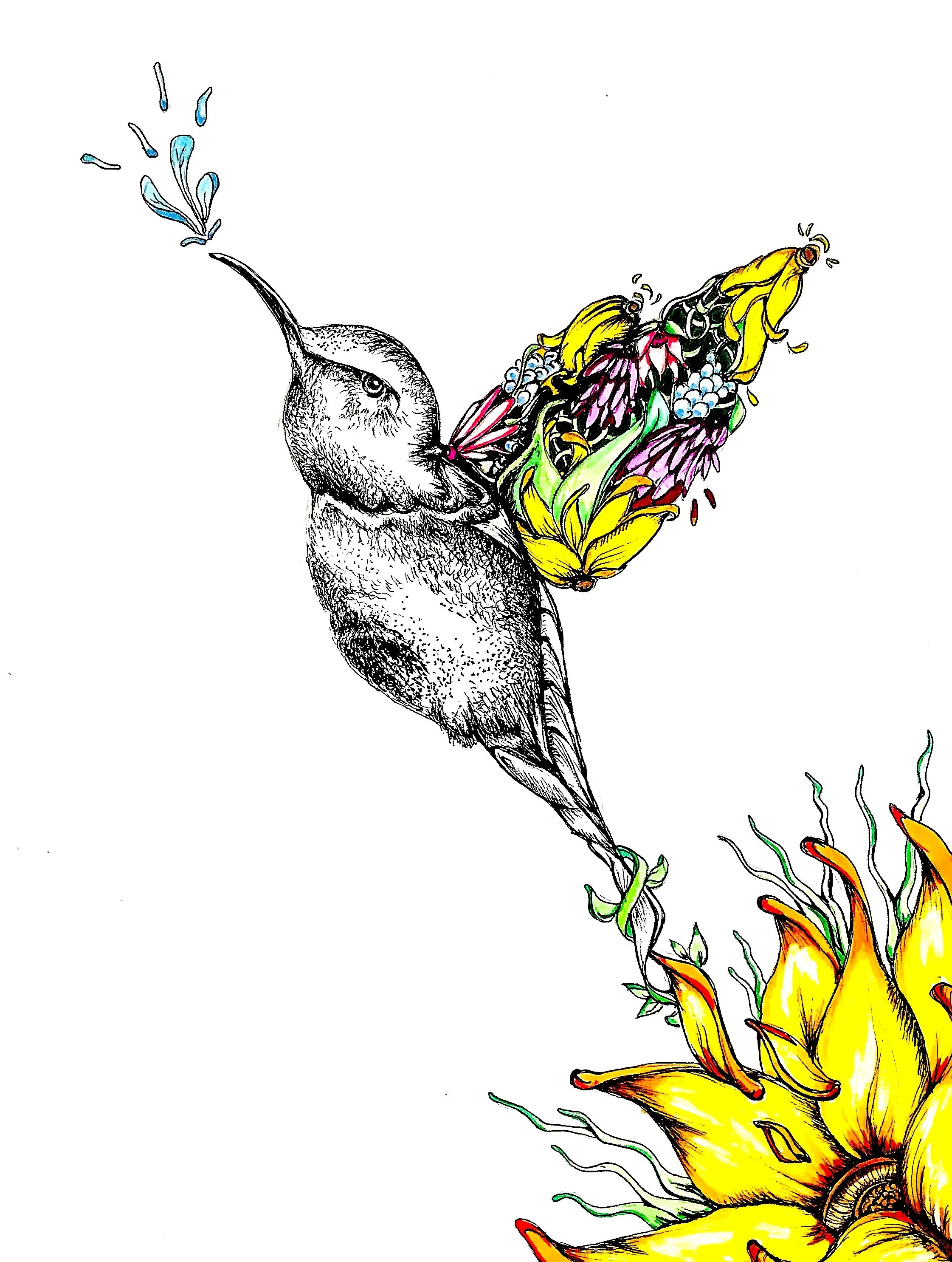 Hummingbird Breakthrough
pen and marker
11X14
2017