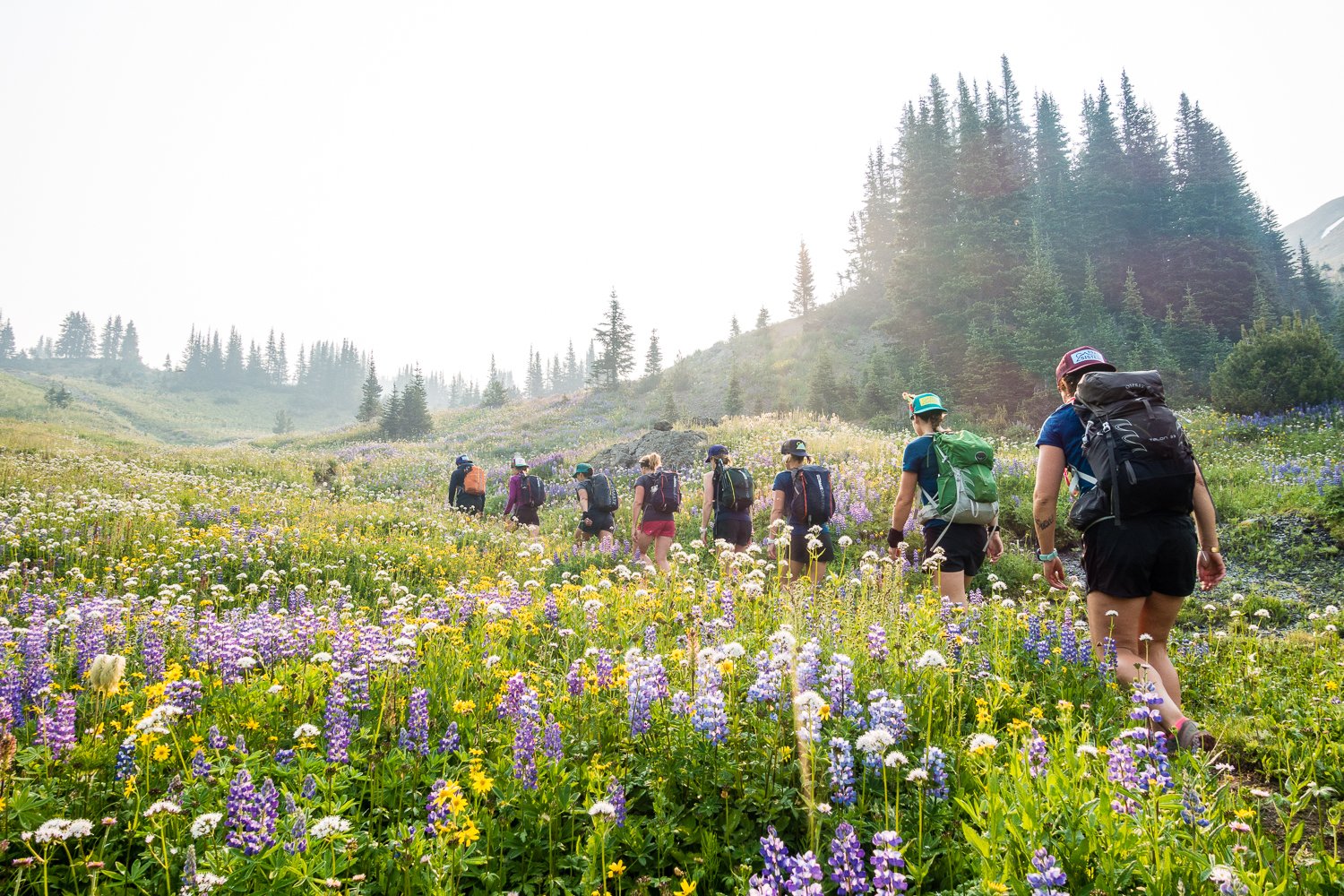 Blooming wildflowers on cabin pass.jpg