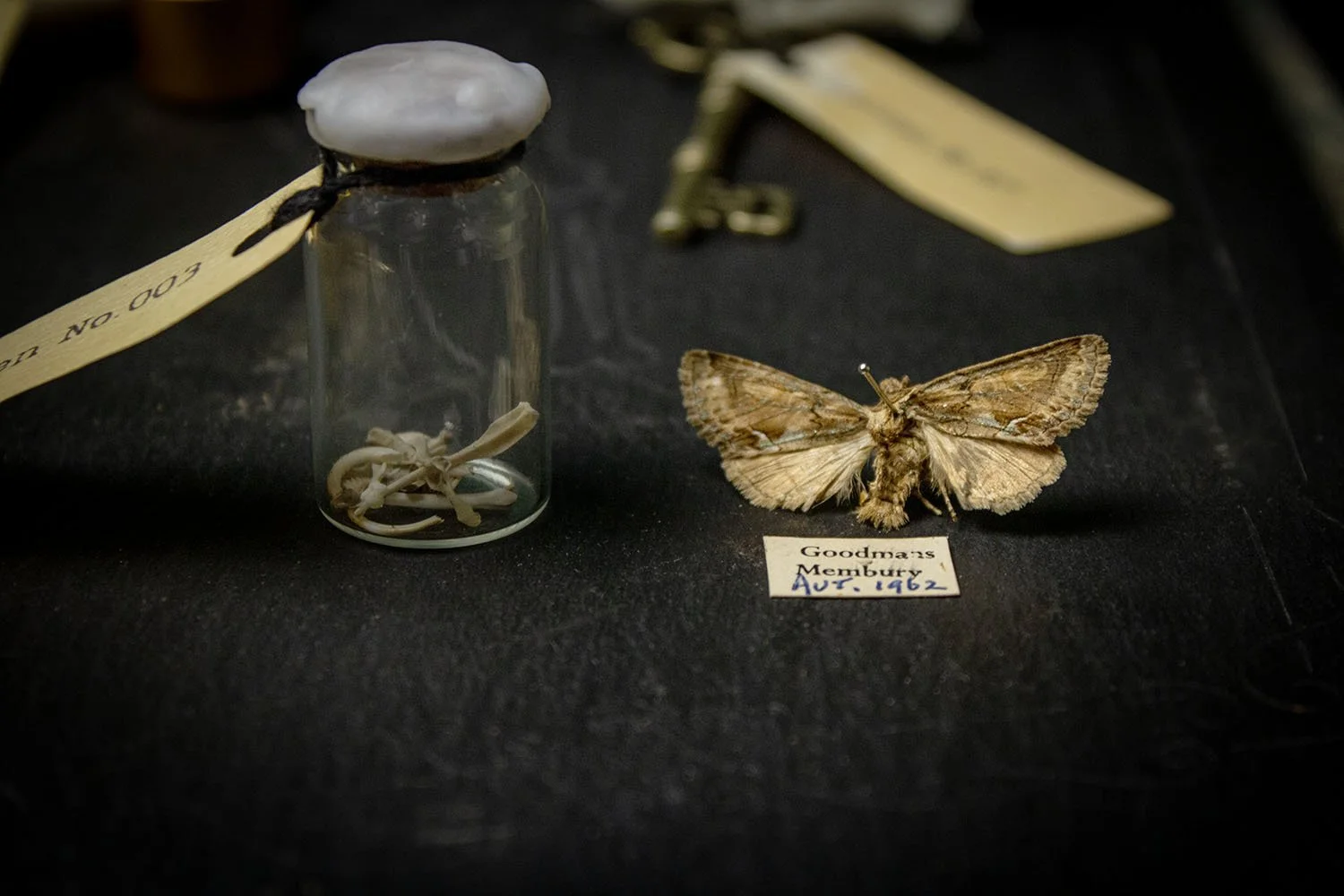 A dried moth specimen labeled 'Goodmans Museum Aug. 1962' next to a small glass jar containing bones and a shell, displayed on a dark surface.
