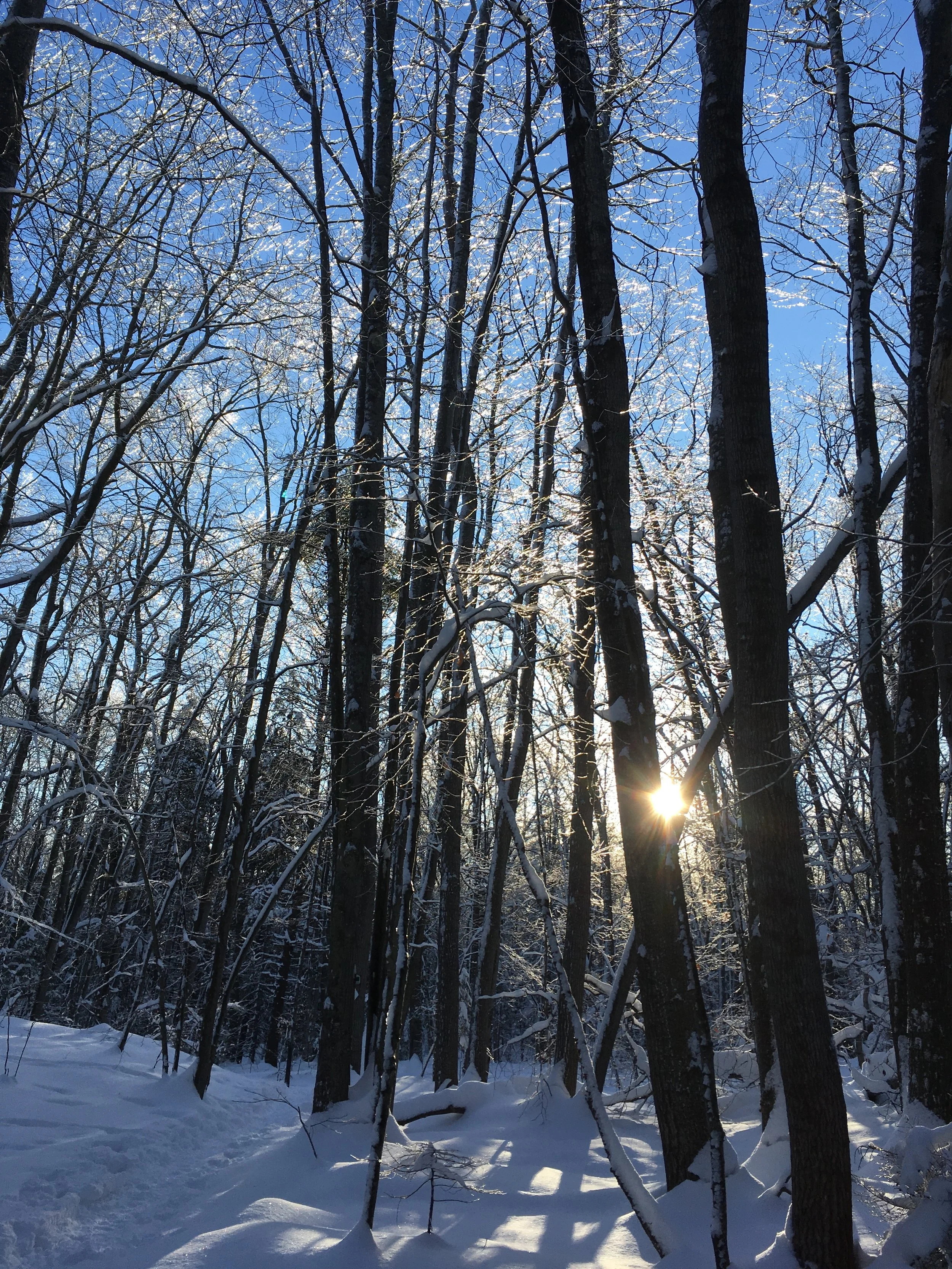 Walking Home from Oak-Head, by Mary Oliver