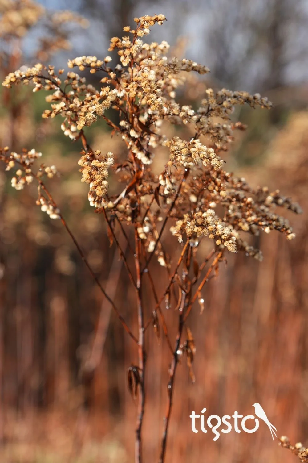Winterlicht im Garten – warum ich Stauden stehen lasse