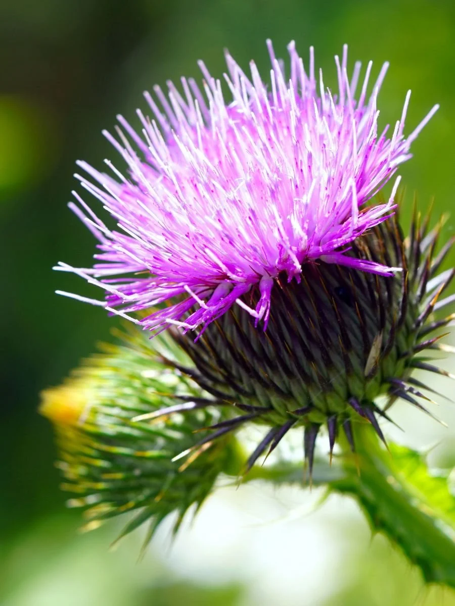 Naturgeschichten beginnen manchmal an einer Distel