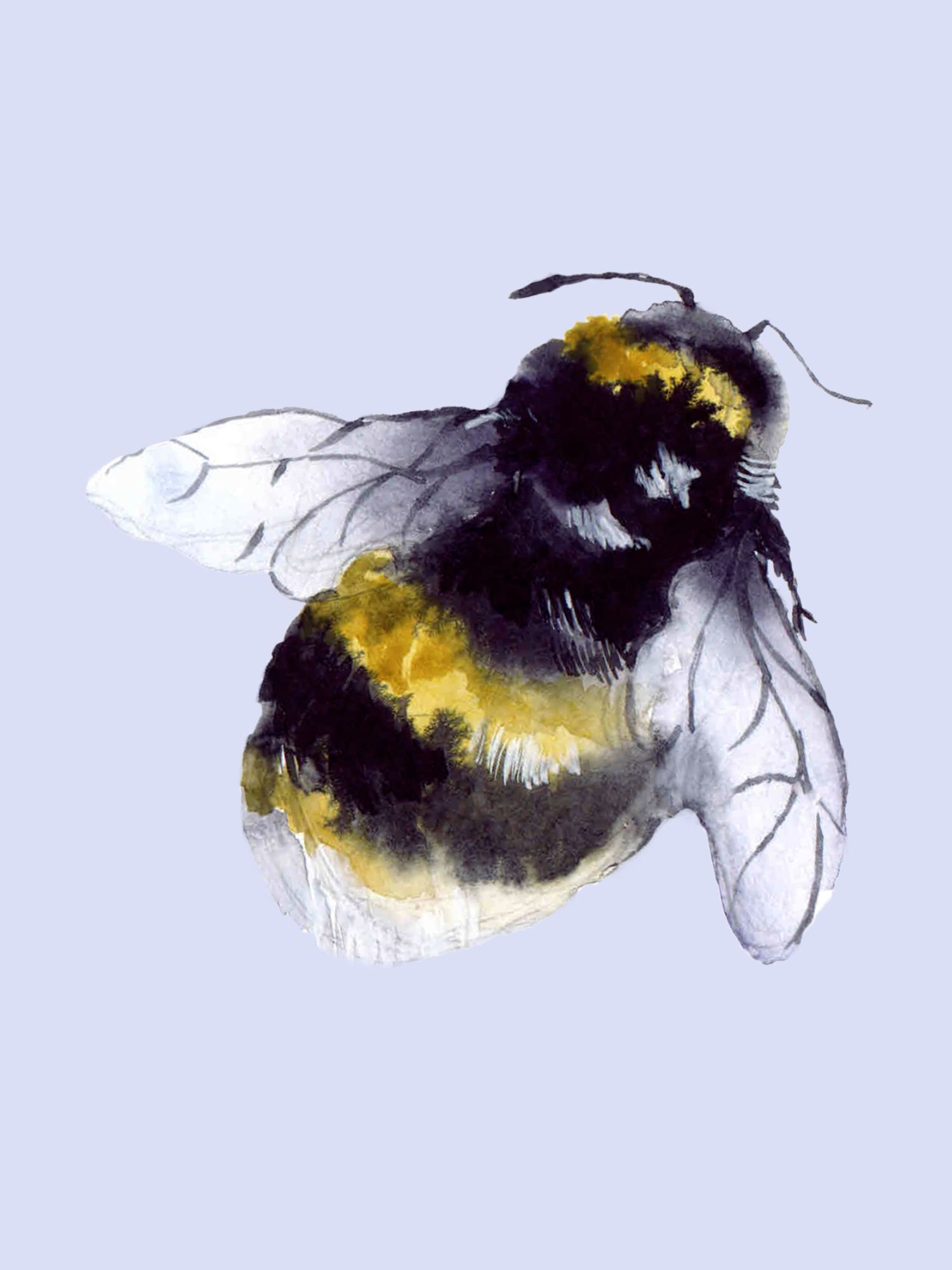 Mit einer Hummel den Tag ausklingen lassen