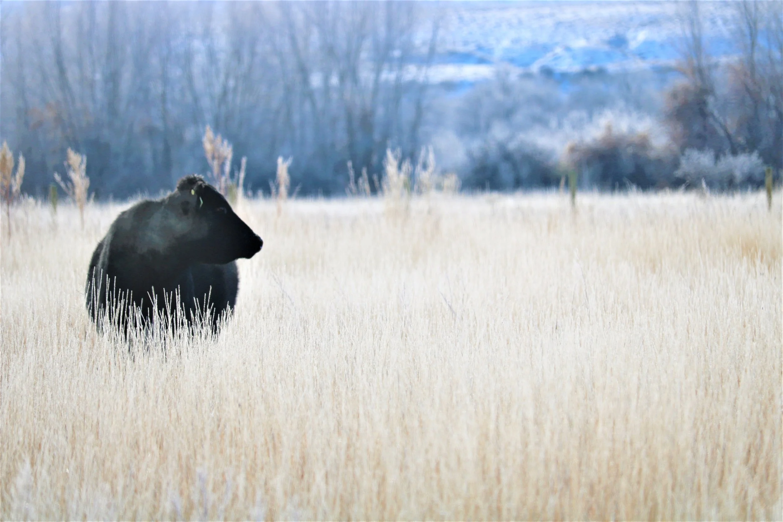 Contact — Pot Hook Beef