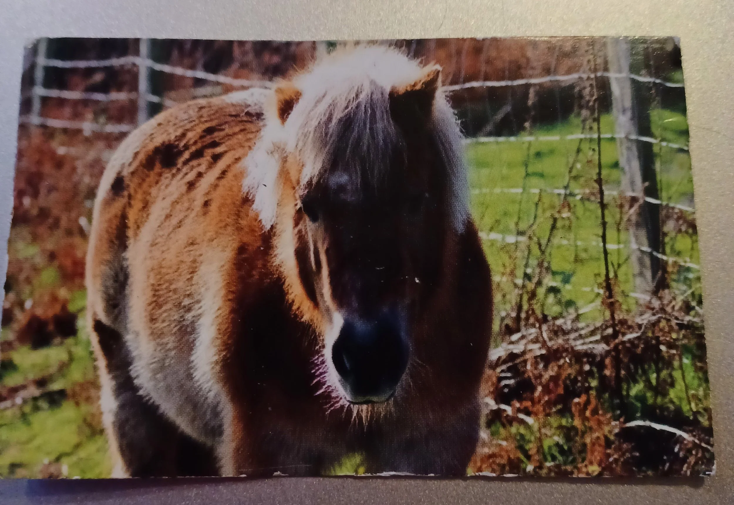 season ticket back.JPG