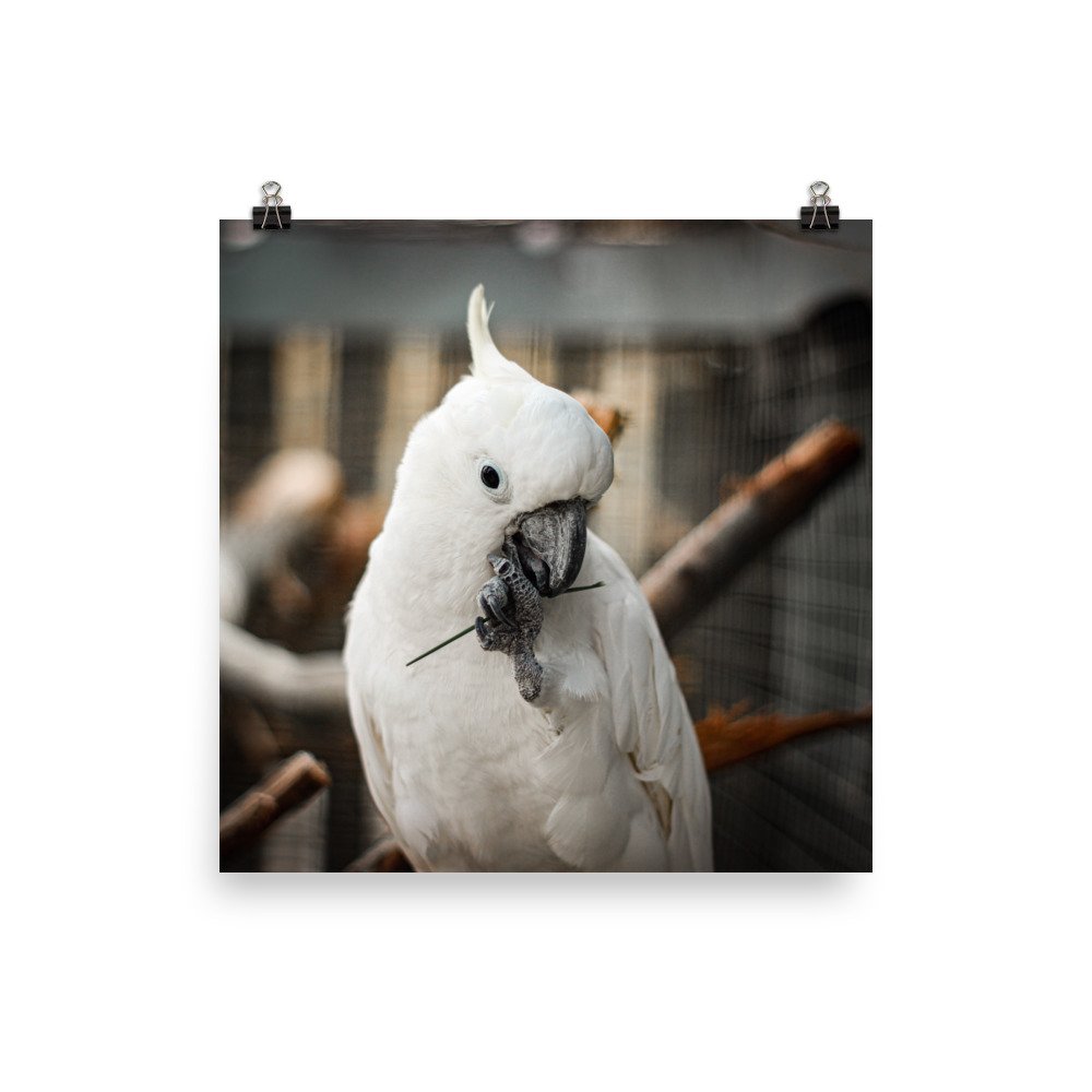 enhanced-matte-paper-poster-(in)-16x16-transparent-625cc61abf487.jpg