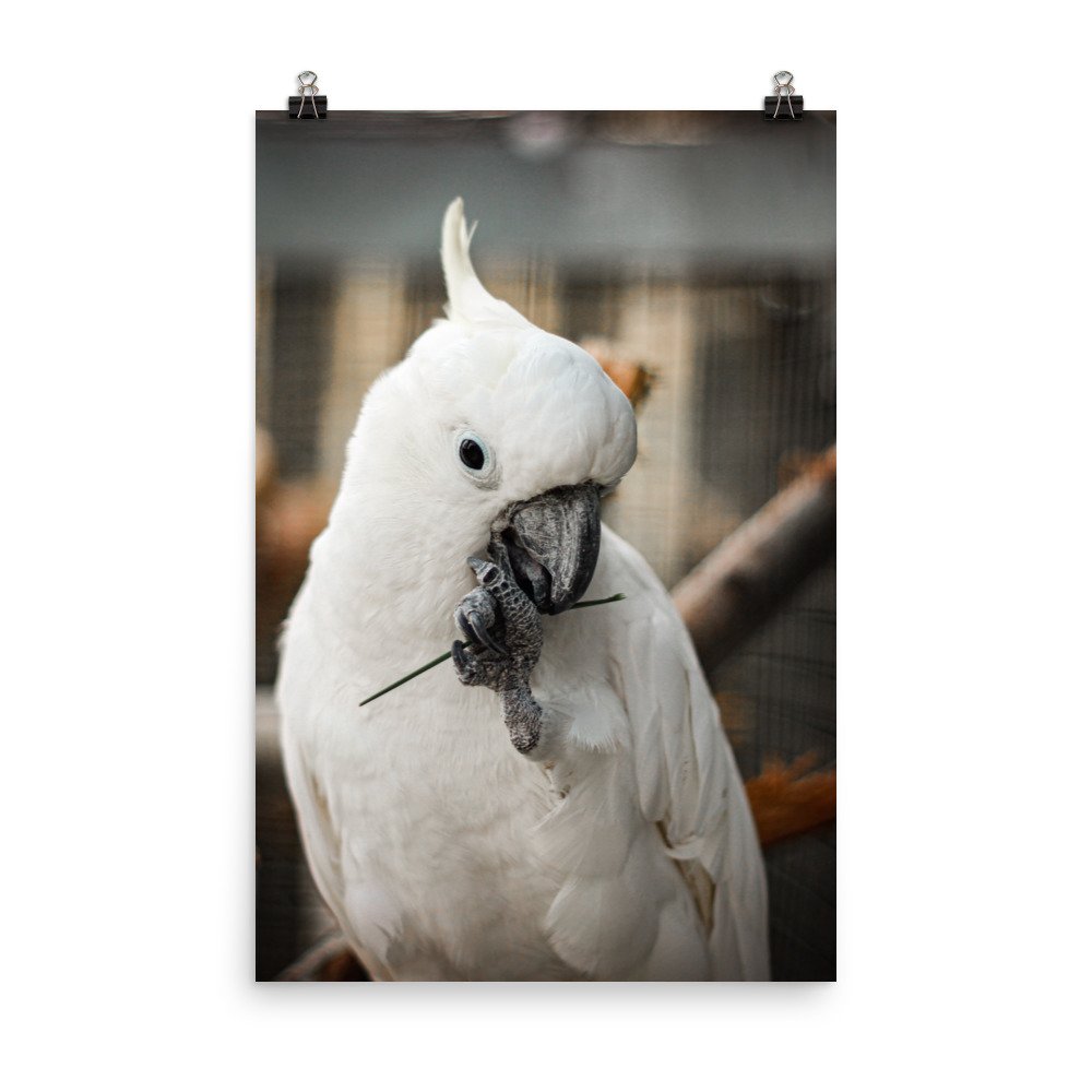 enhanced-matte-paper-poster-(in)-24x36-transparent-625cc61abf76d.jpg