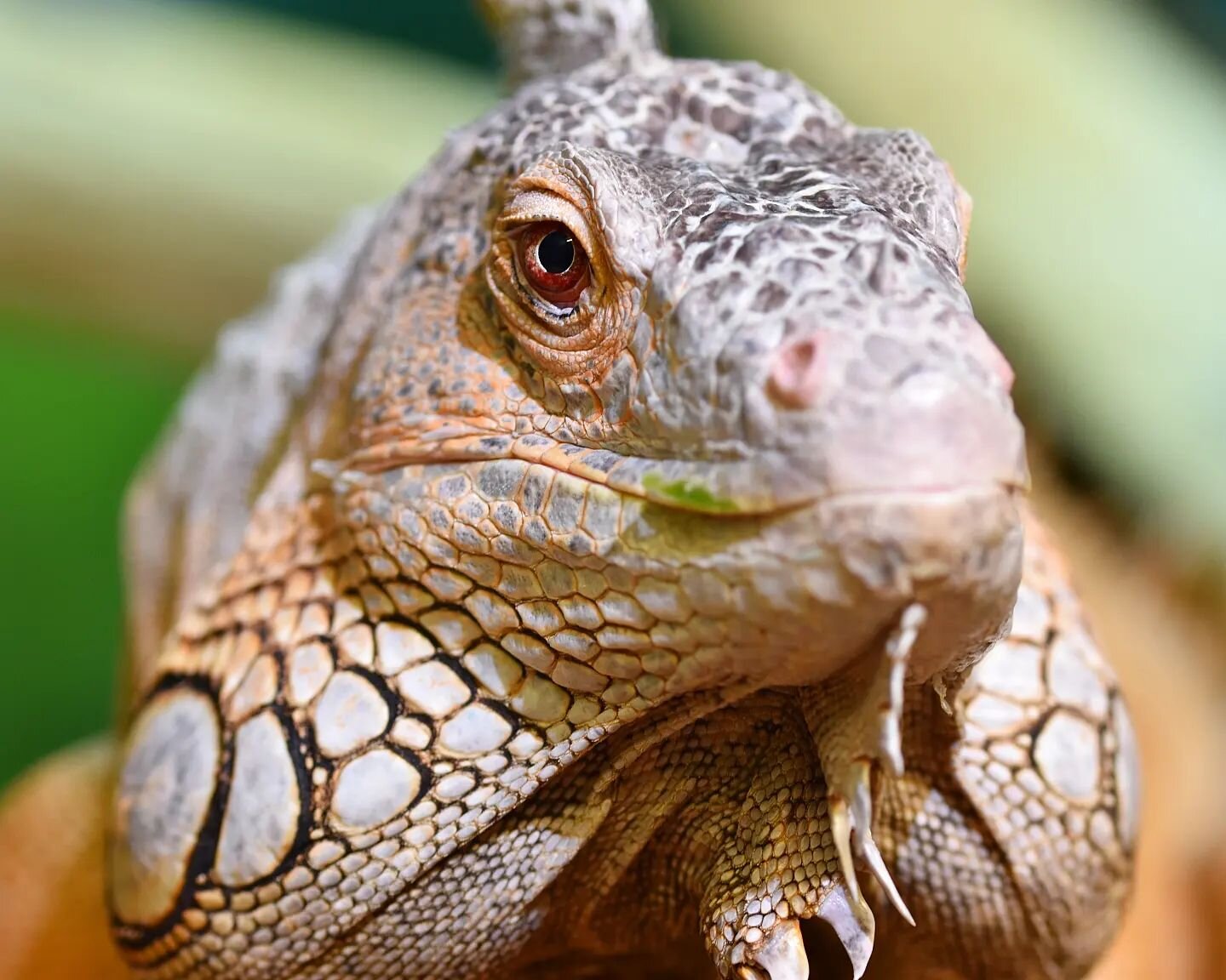 Feel like getting up close to some of our reptiles and creepy crawlies? Visit during one of our VIP days this year for our reptile and invertebrate talks and handling sessions! Our first VIP day will be held over Easter weekend, on Saturday 8th April