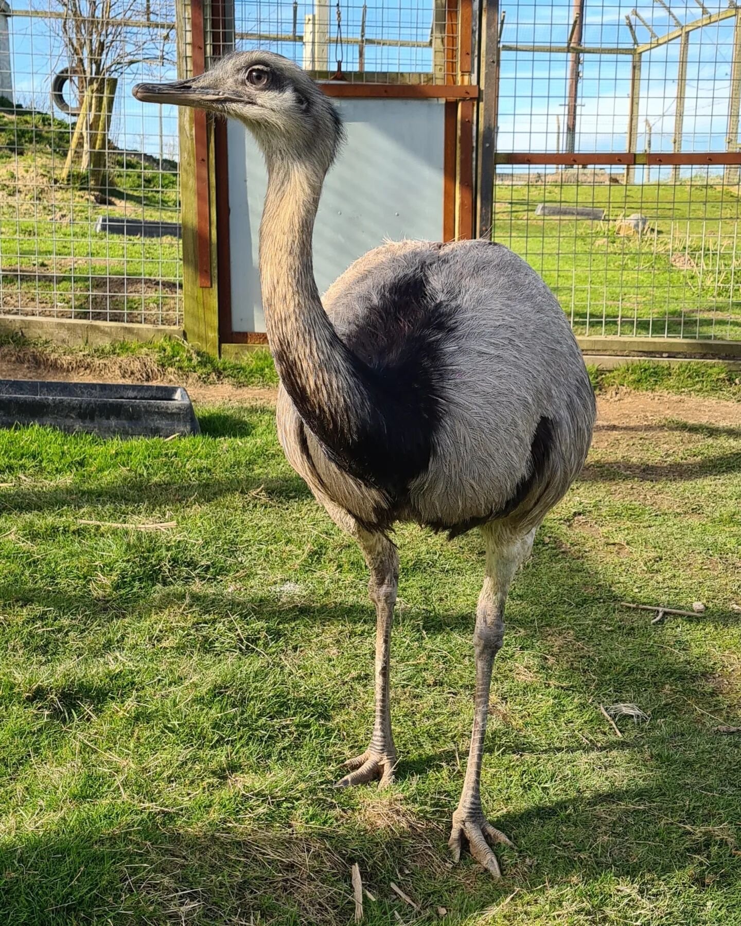 Introducing our two newest residents, Bolt and Pebbles!

Bolt and Pebbles are a pair of Greater Rhea, who have joined us as companions for our older female, Sandy, who they will be introduced to soon. If you are visiting on one of our VIP days this y