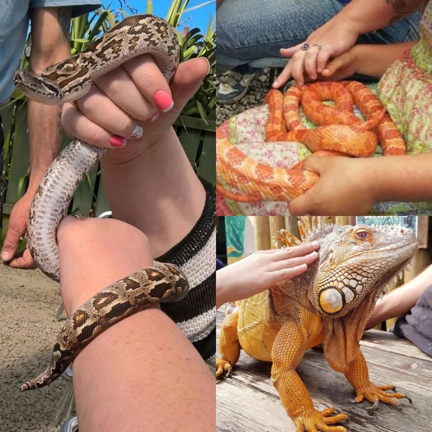 Less than a week to go before our first VIP day of the year (Saturday 8th April)!

If you are in the area on holiday this Easter, or fancy a day trip, this is definitely the day to visit! Our new reptile house will be open, and our reptile talk and h