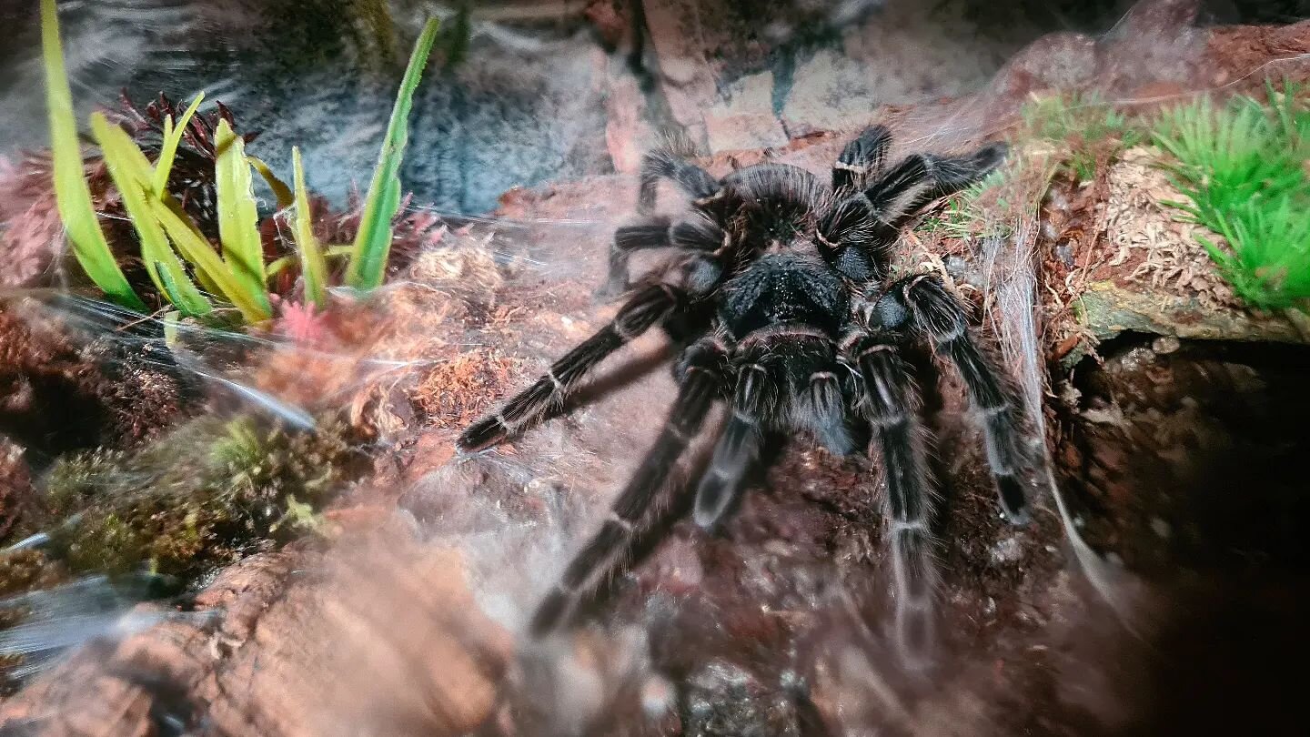 Big Bertha can't wait to meet our visitors this Saturday, are you brave enough? 🕷

Bertha, along with some of our other invertebrates, will be on display this Saturday 8th April during our VIP day in our Creepy Crawly handling area! So if you are fe