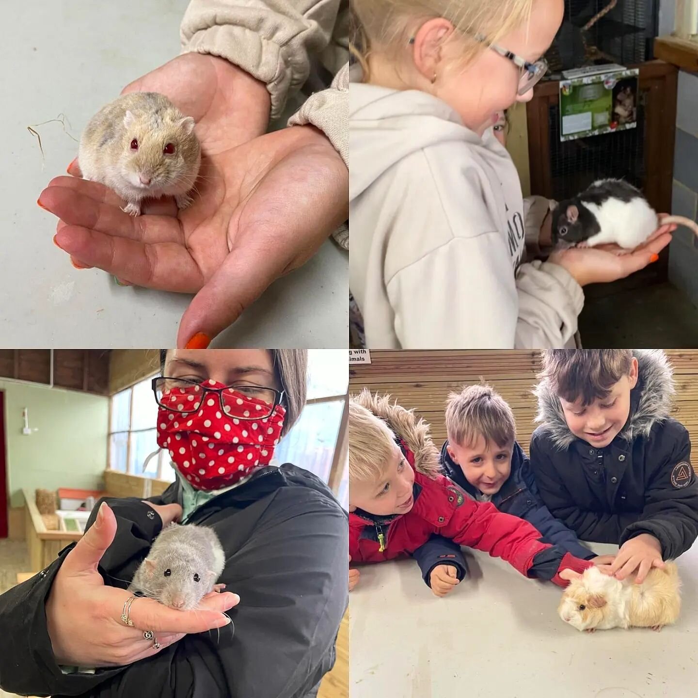 Our animal handling sessions run every day at 11.30am and 2.30pm in our Petting Barn. Come and meet our rabbits, guinea pigs, rats and more! 🐰🐹🐭
.

#borthanimalarium #borth #animalarium #rabbits #guineapig #rat #hamster