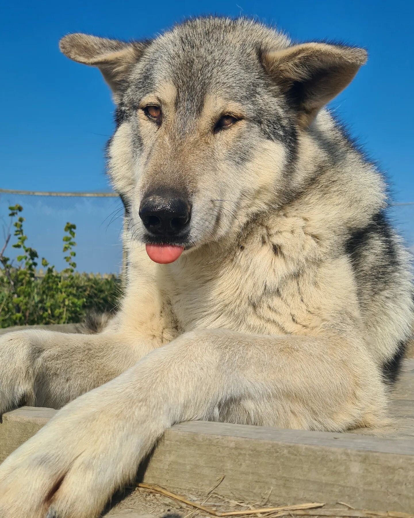 A slightly sleepy Zeus with a little blep on this beautiful morning! 🐺
.

#borth #borthanimalarium #tongueout #blep #animalarium #wolfhybrid #Wales