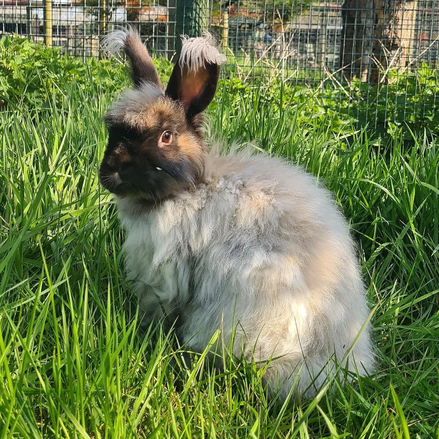 Roger and Malteser enjoying a day in the sun ☀️
.

#rabbit #borth #borthanimalarium #animalarium #Wales