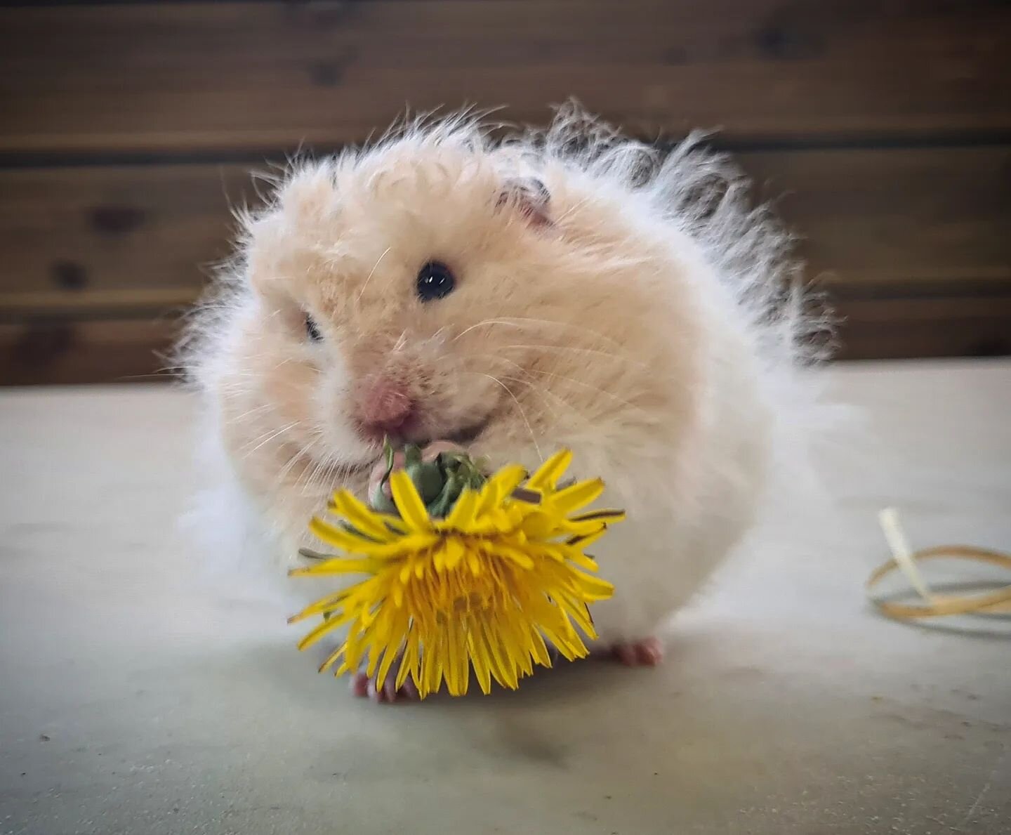 Mischief putting on his best display of innocence, and then stuffing his pouches!
.

#hamster #borthanimalarium #borth #animalarium #Wales