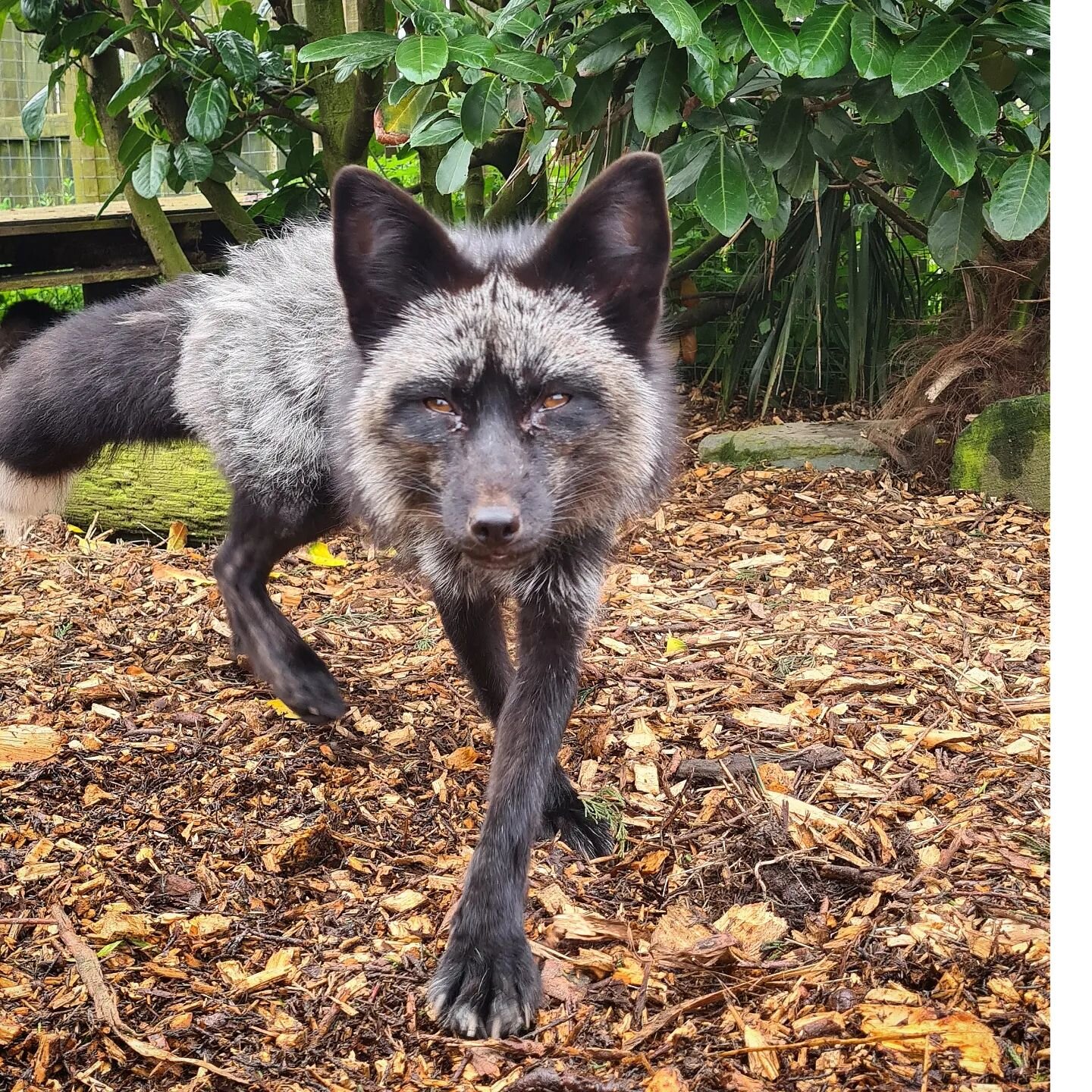 Blue with a freshly chipped enclosure! We received a huge load of some much needed barkchip thanks to @rhi_vernon and @meredithcountrysideservices , it is greatly appreciated!
.

#Silverfox #borth #borthanimalarium #animalarium #Wales