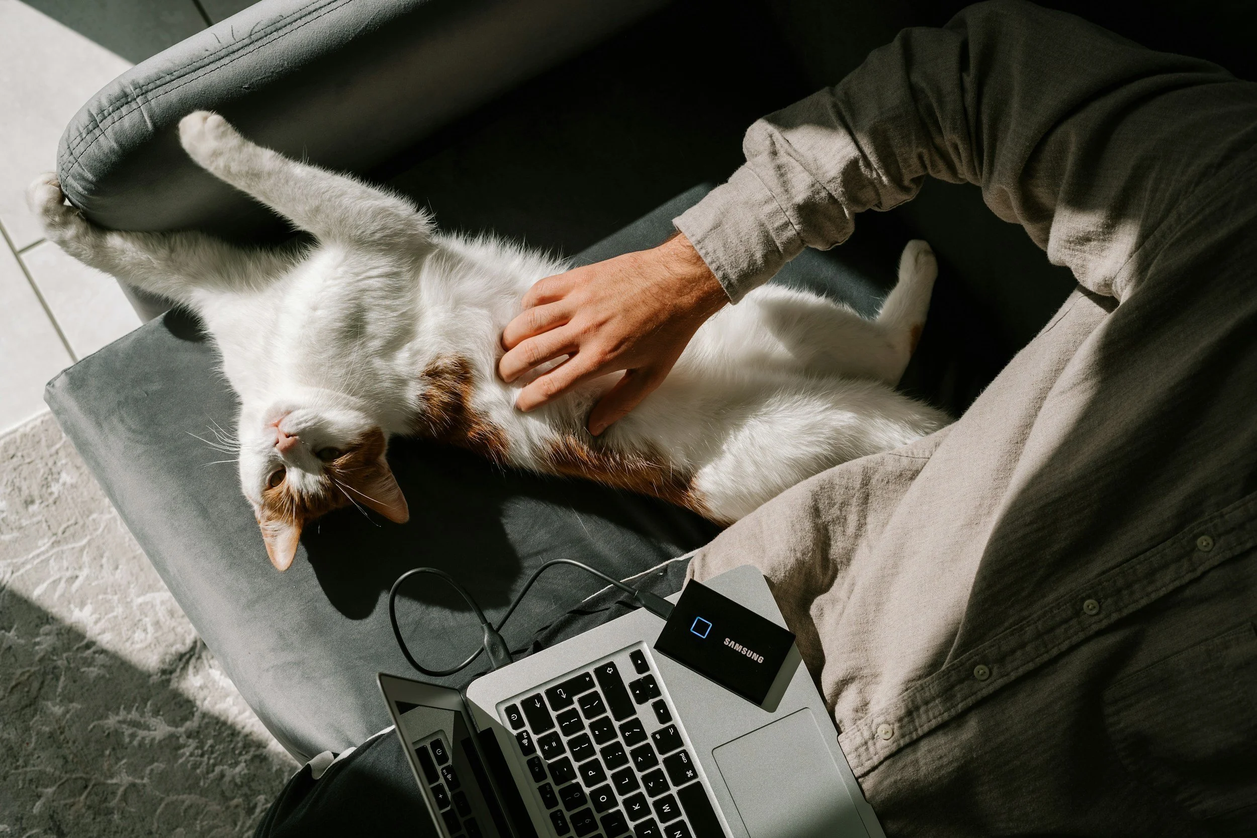 Person working from home on a laptop while petting a cat, creating a calming sensory-friendly workspace.