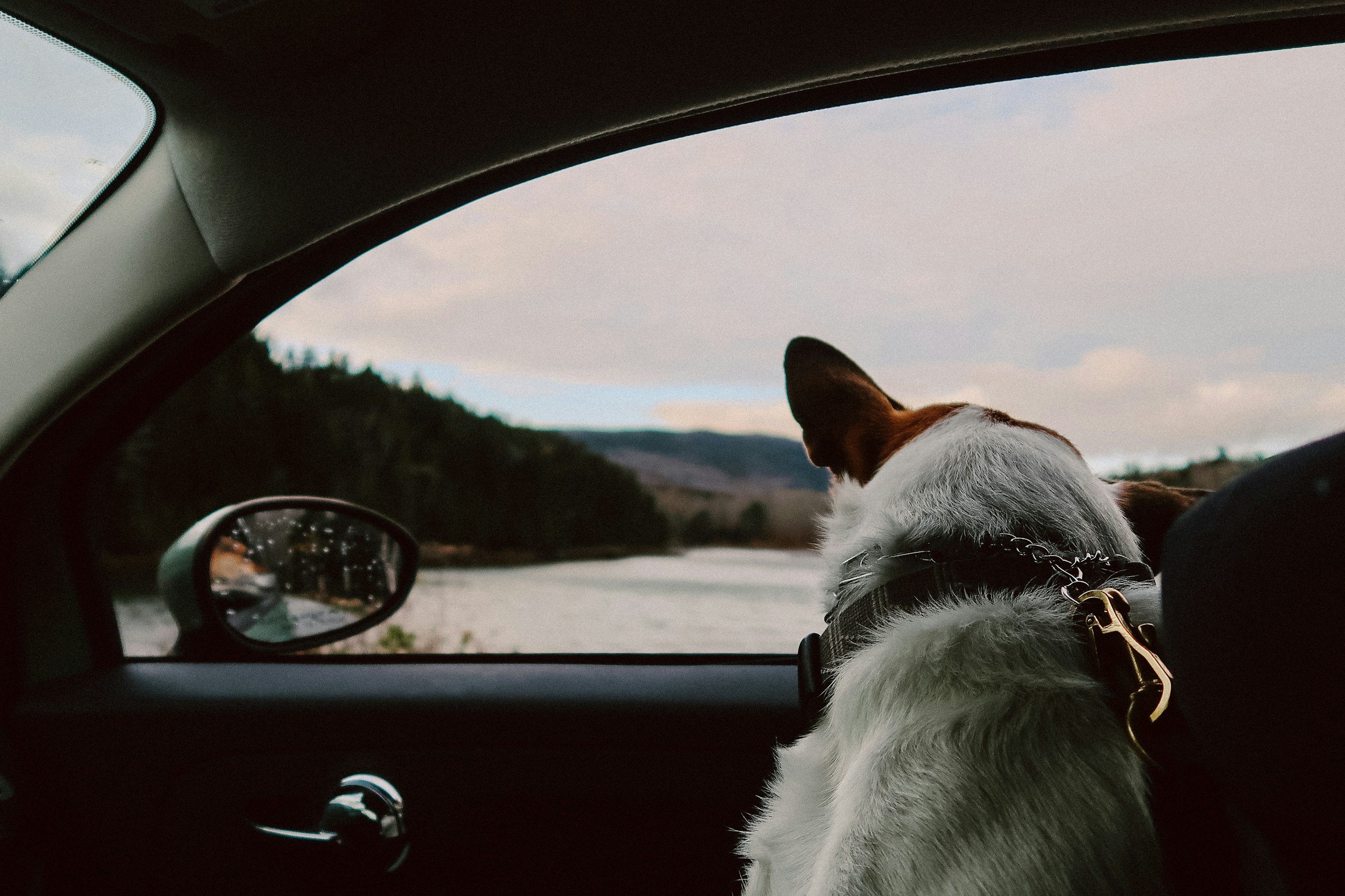 Person driving to a funeral with their dog while reflecting on family conflict and grief.