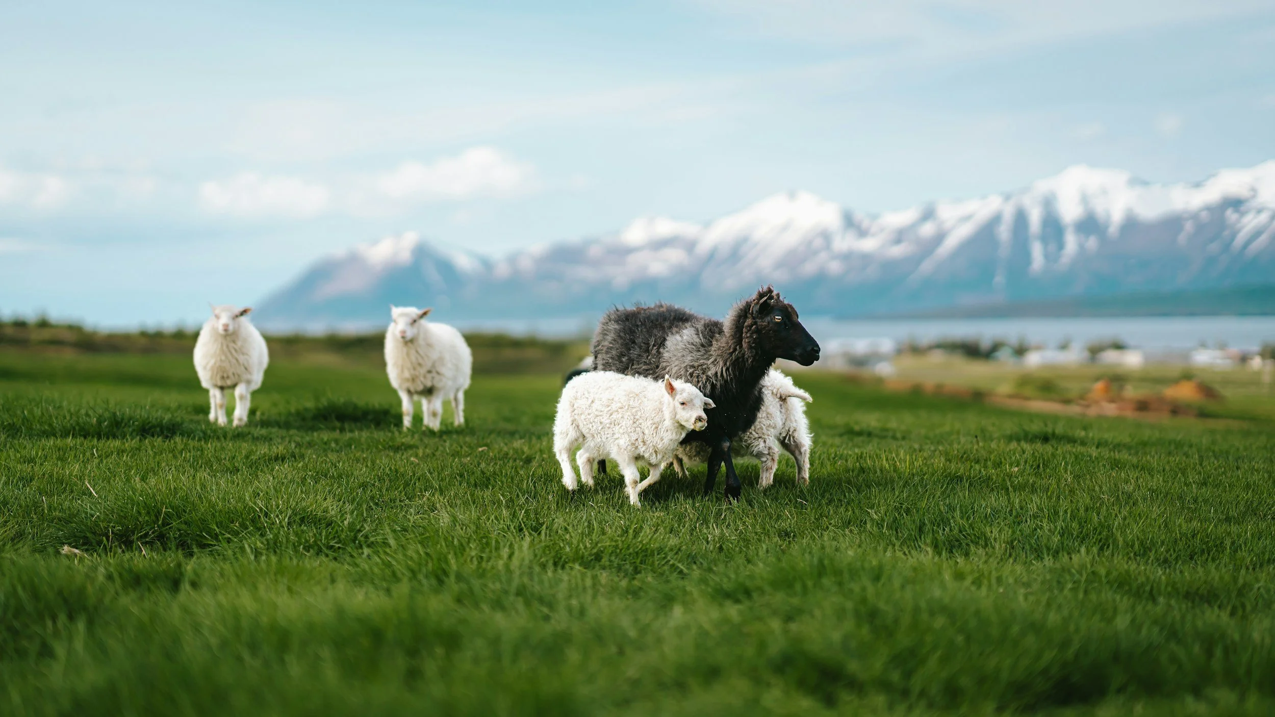 Black sheep standing among white sheep in a green pasture with mountains in the background.