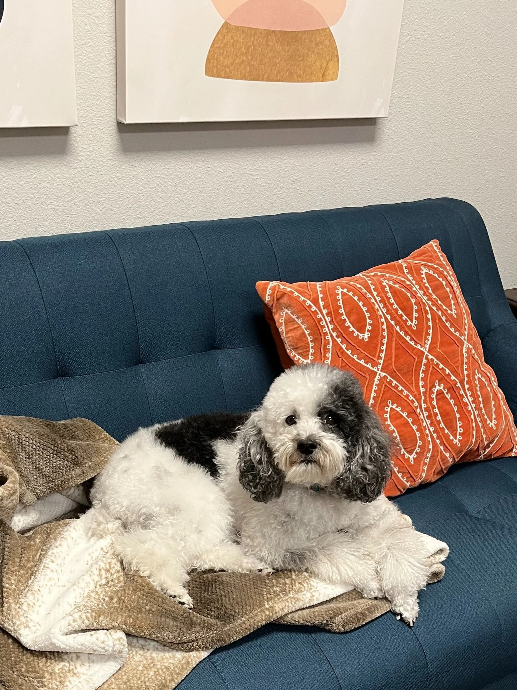 Small dog resting on a couch during online therapy session, showing pets are welcome for comfort and grounding