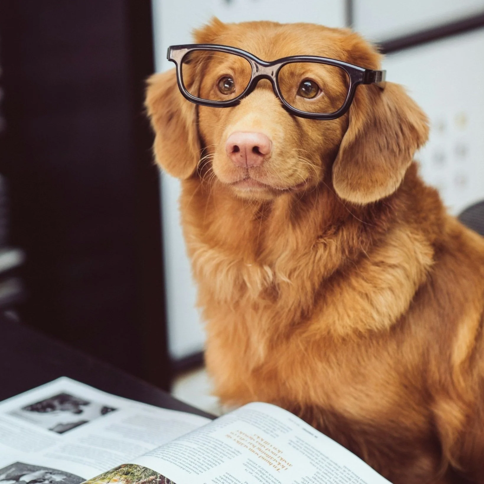 Dog wearing glasses, representing the relief of working from home with less pressure to mask.