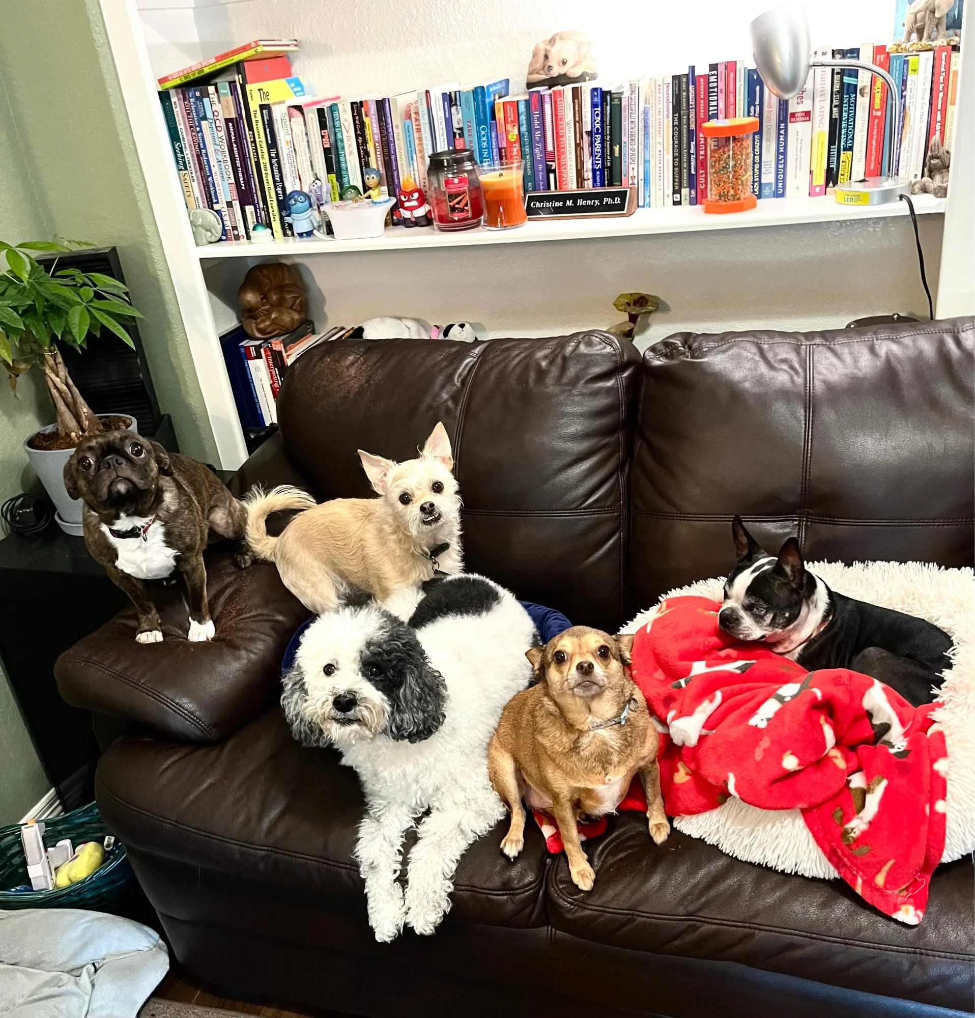 dr christine henry and her pets.