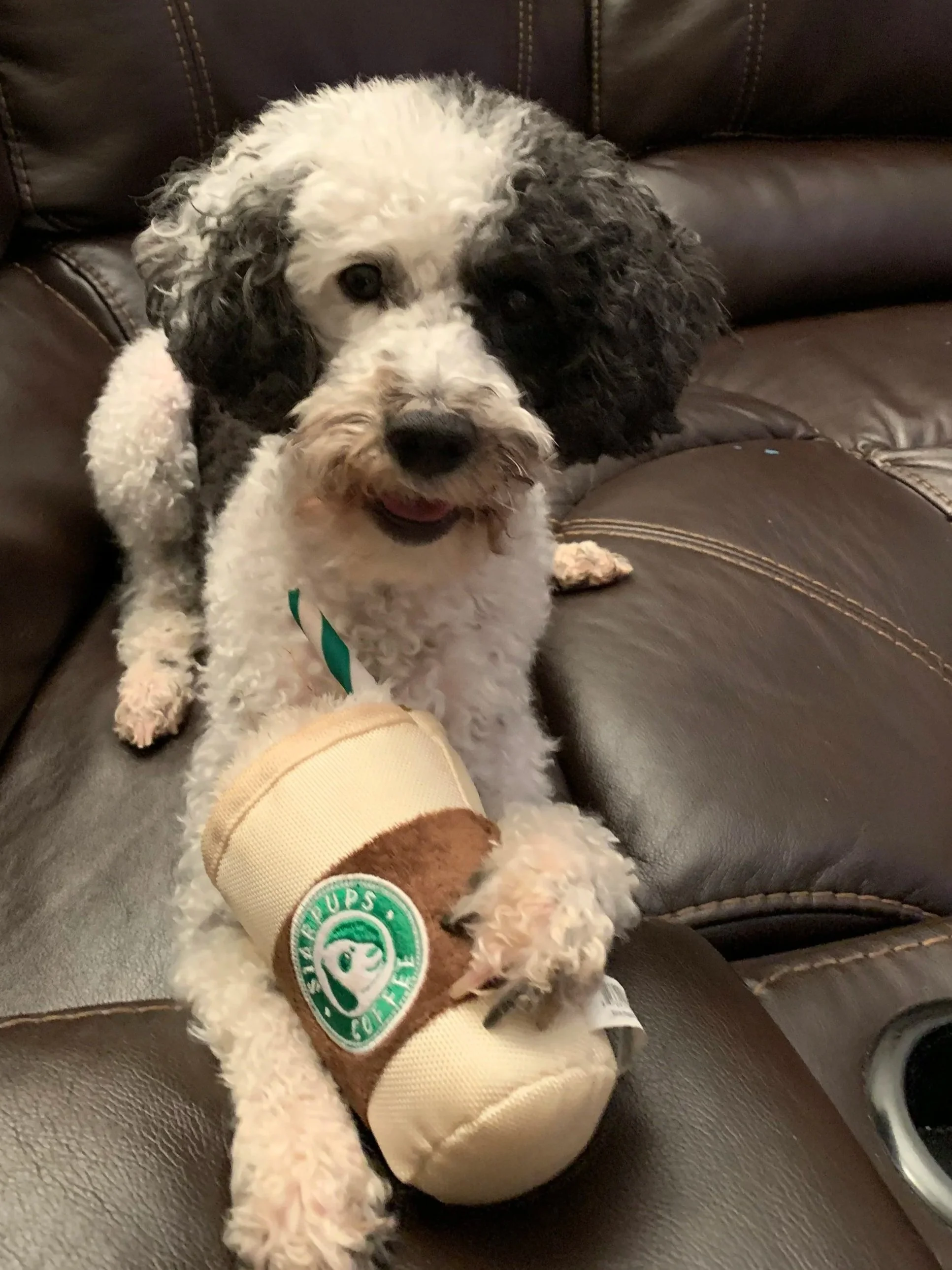 Murphy, a black and white dog, holding a toy coffee cup while sitting on the couch used to illustrate the challenges of keeping dogs hydrated during prostate cancer treatment.
