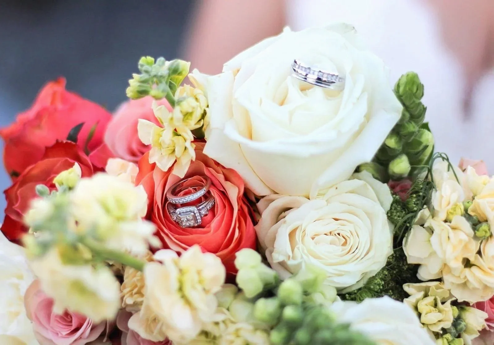 Close-up of white and pink roses with wedding rings resting on the petals
