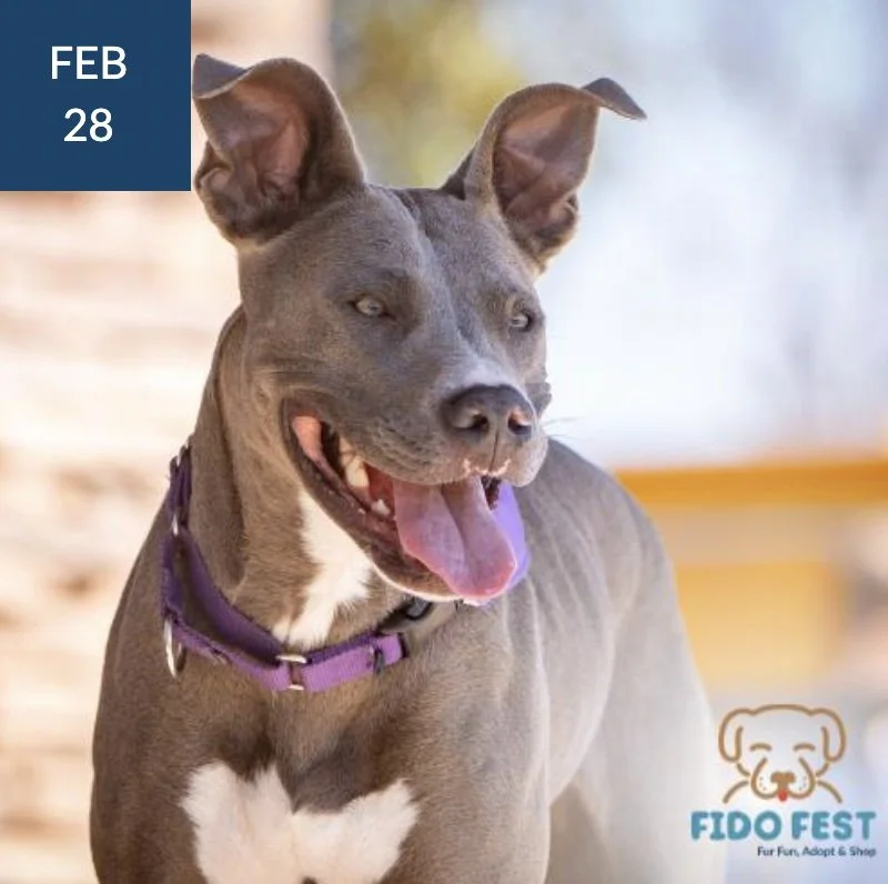 Fido Fest