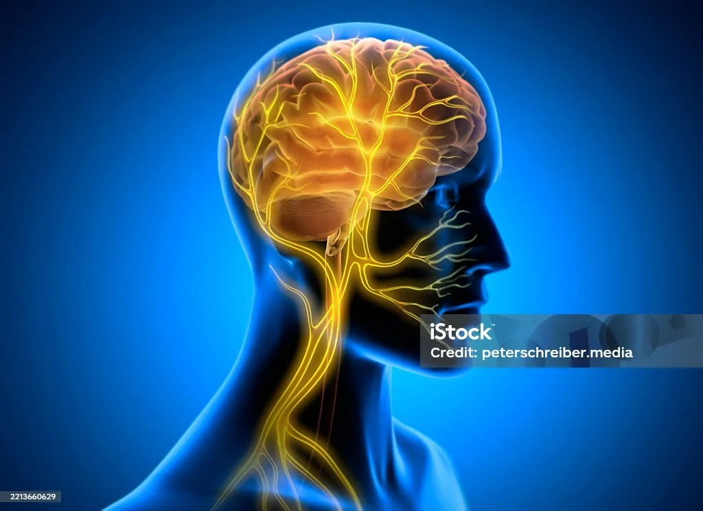 Nervous System Regulation: How to Recognize When You're Activated, Shut Down, or Safe