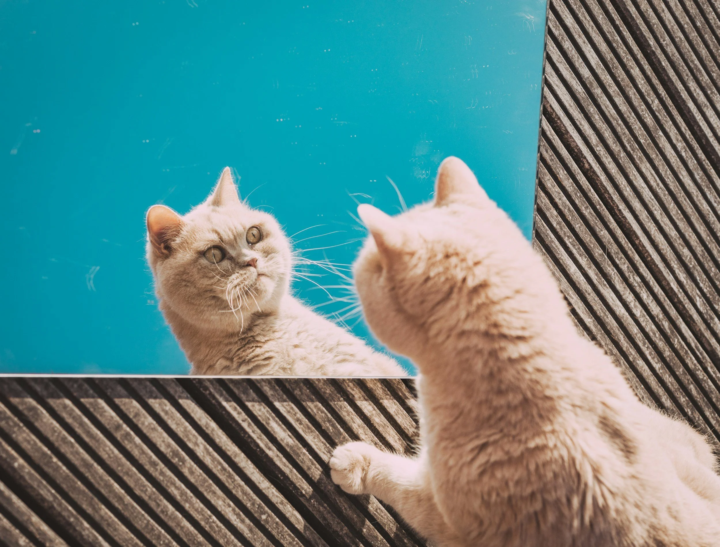 Initial (Friendly) Chat, cat looking in a mirror