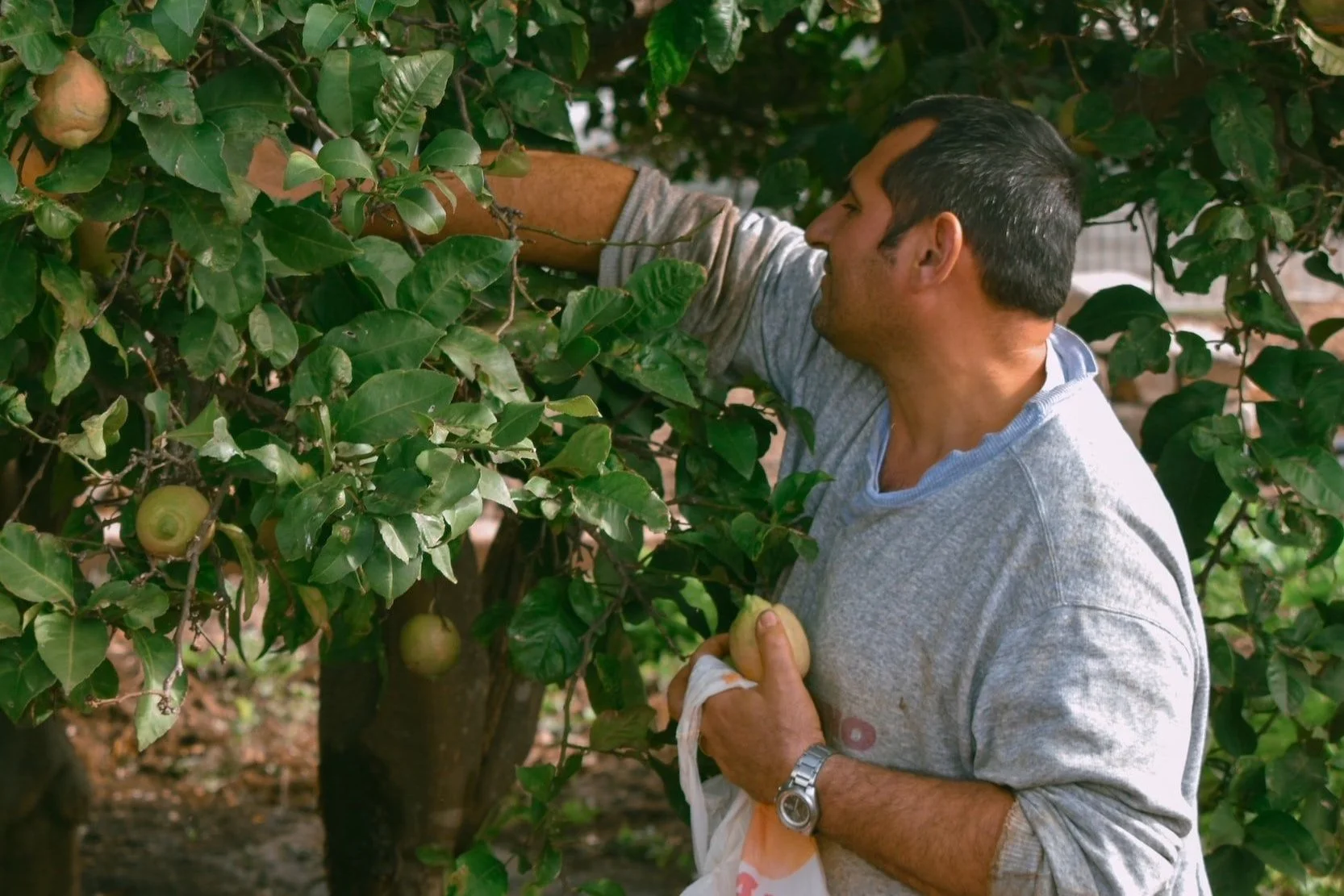 Regional Fare Through A Sicilian Lens