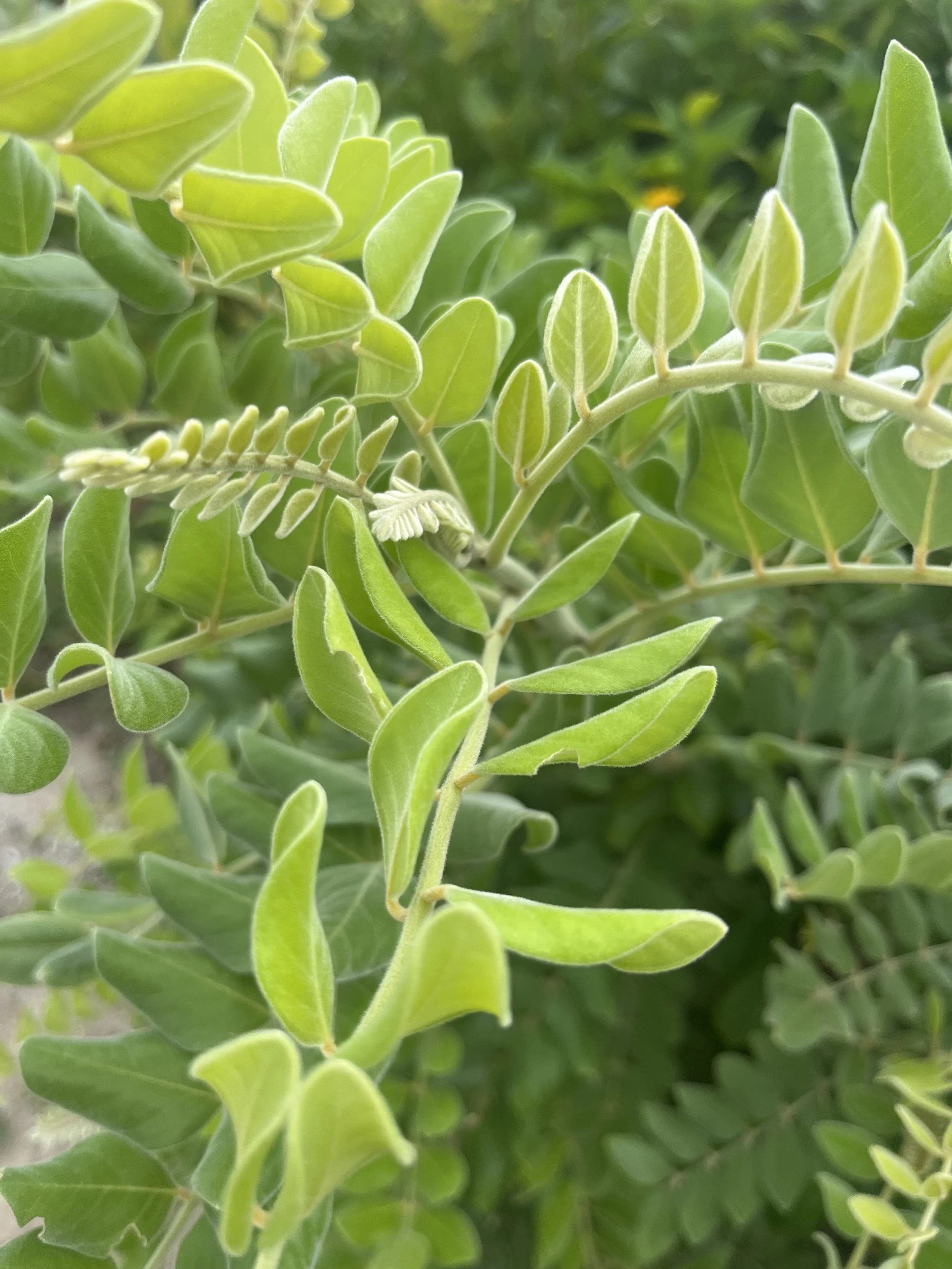silverbush-florida-plants-natural-connections