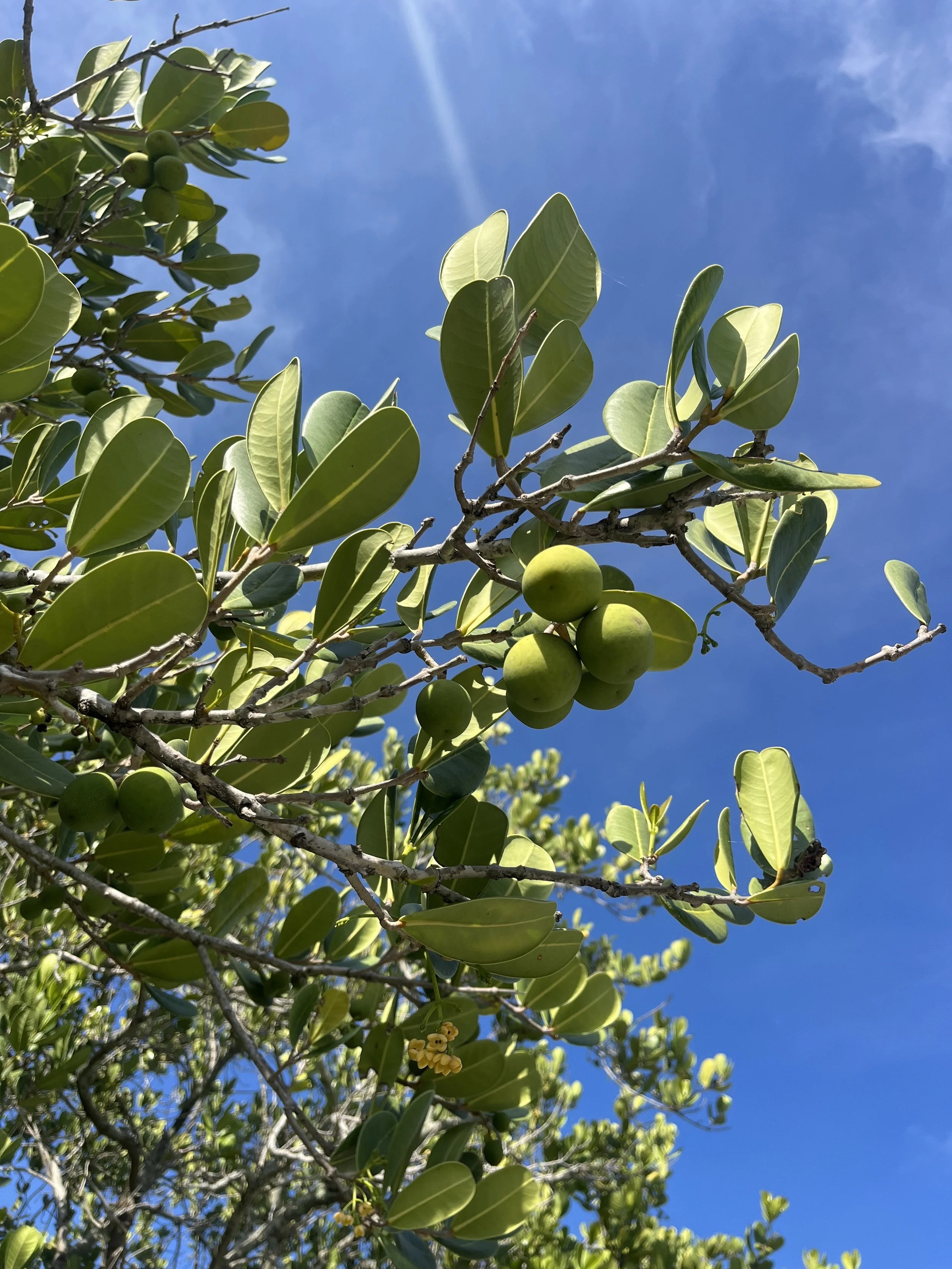 Tamanu-florida-plants-natural-connections