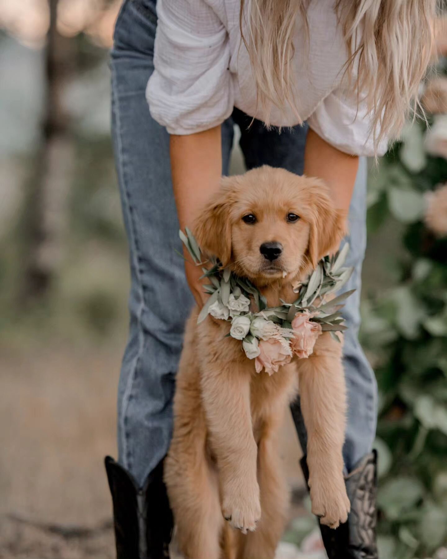 In honor of Happy National Puppy day, here are some photos of the sweetest golden boy when he was just a little peanut!! 🌼💛

Still think of this shoot often! It was the PERFECT evening and Lavina and Bentley were a joy to spend time with. 

Photogr