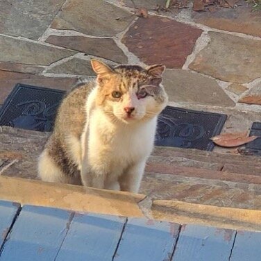 This big Tom was TNR&rsquo;ed today and got an antibiotic shot for a fighting wound