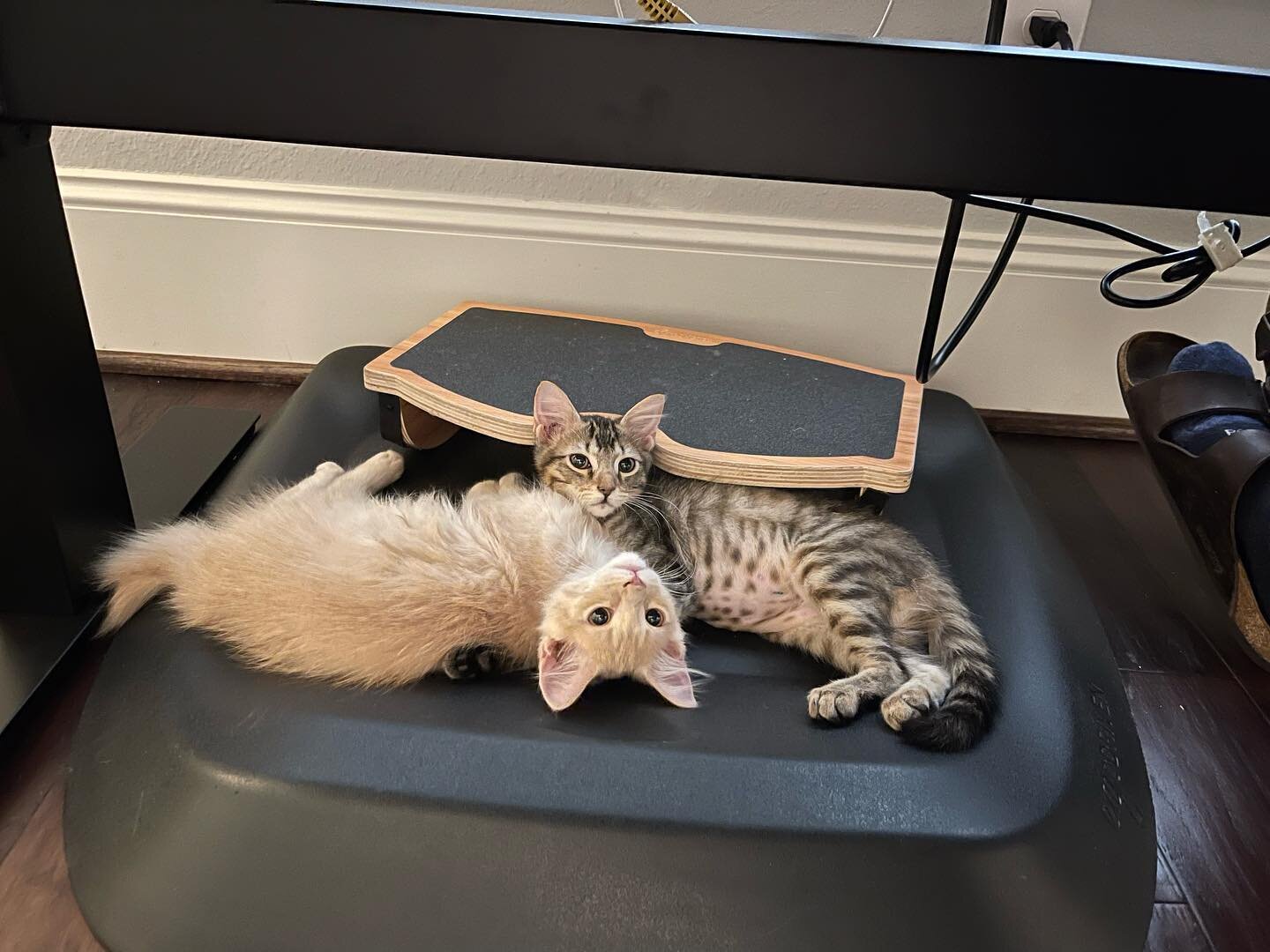 Remember Nancy and Dusty? We pulled these two out of a ditch as kittens. After a couple of months in our care, they were transported to Massachusetts, where they were eventually adopted together! Swipe to see how big they&rsquo;ve gotten