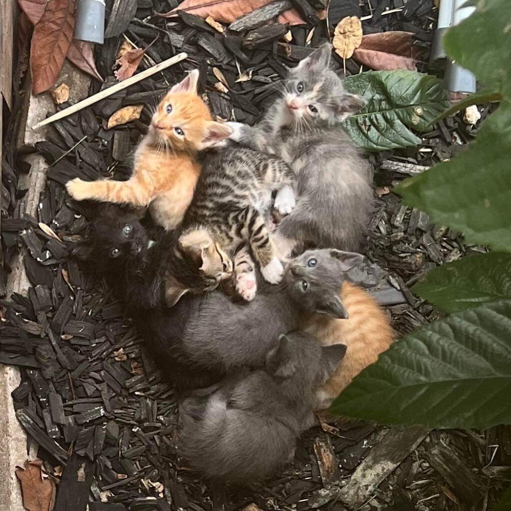 Calling all cat lovers! We need fosters for four of these sweet kittens. We provide the food and the litter, you provide the love and attention. Fostering is temporary and is a great way to make an impact! Please DM if interested