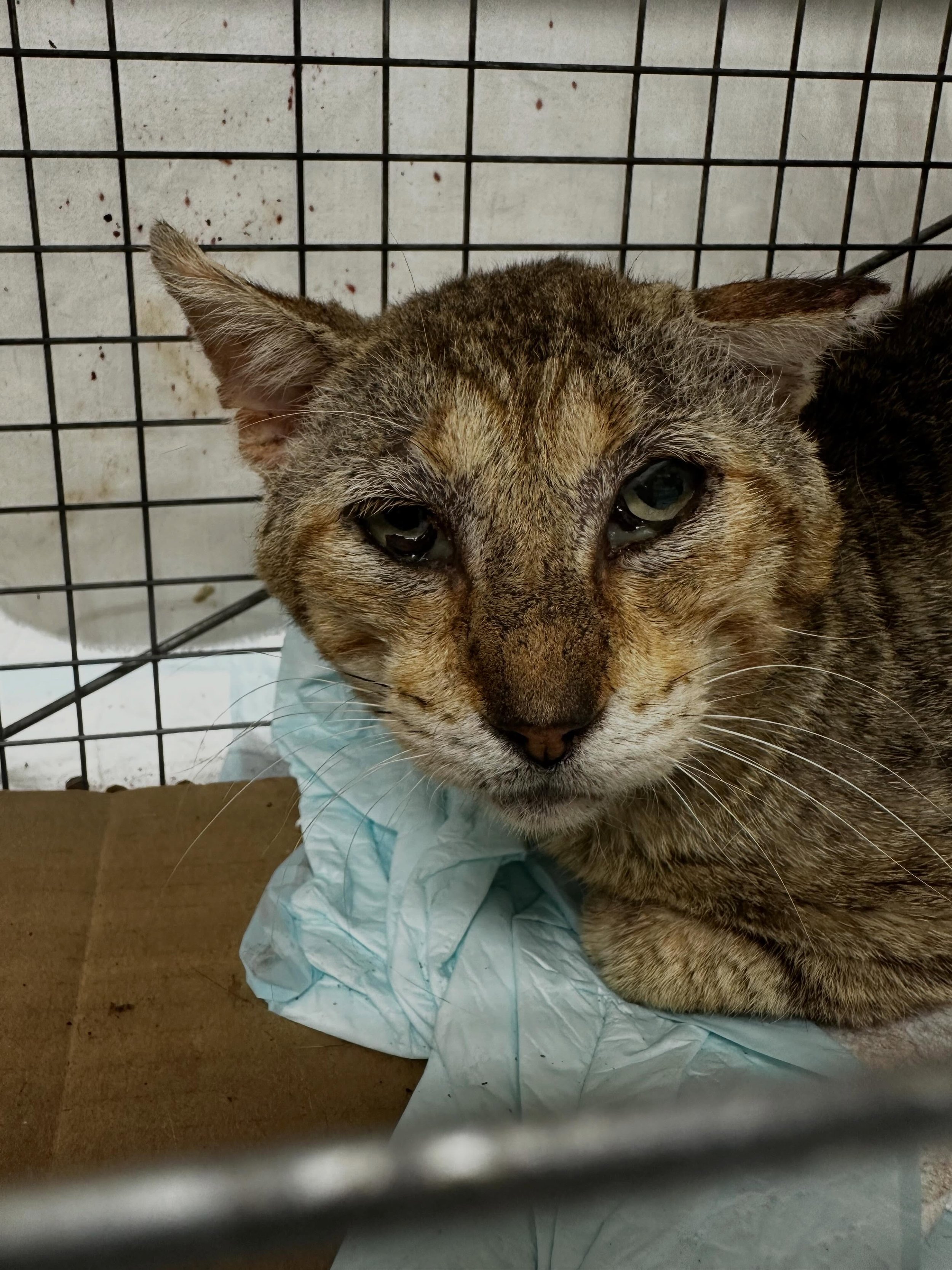 Foster needed for a former street cat ready for a better life! Stanley is younger than he looks, but his short time on the streets has taken its toll. Despite his appearance, he is a relatively healthy cat and does not require special care (other tha