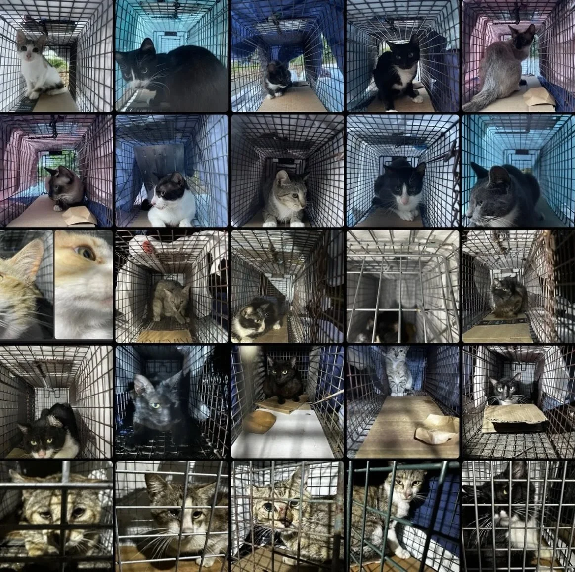 25 cats getting spayed/neutered and vaccinated today thanks to our incredible trapping team and sponsorship from @theemptyshelterproject ! Special shoutout to @friends4lifeorg for loaning us a few extra traps!