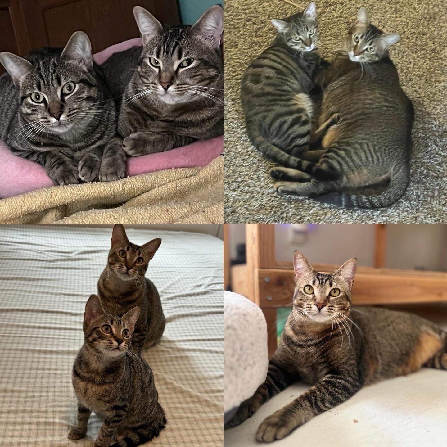 Honey and Tiger (mama and son) have been looking for their forever home together since April 2024. If you&rsquo;ve been thinking about adopting, please consider opening your heart and your home to this bonded pair who deserve a chance at a forever ho
