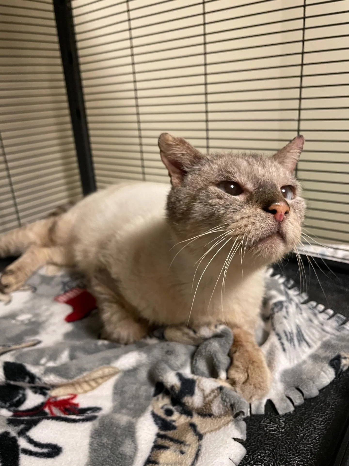 Old man Ernie was found living outside, looking and feeling quite rough. He&rsquo;s been indoors for a few weeks now getting great care from our vets and his awesome foster mom. Our vet thinks he&rsquo;s at least 15 years old, but he&rsquo;s still go