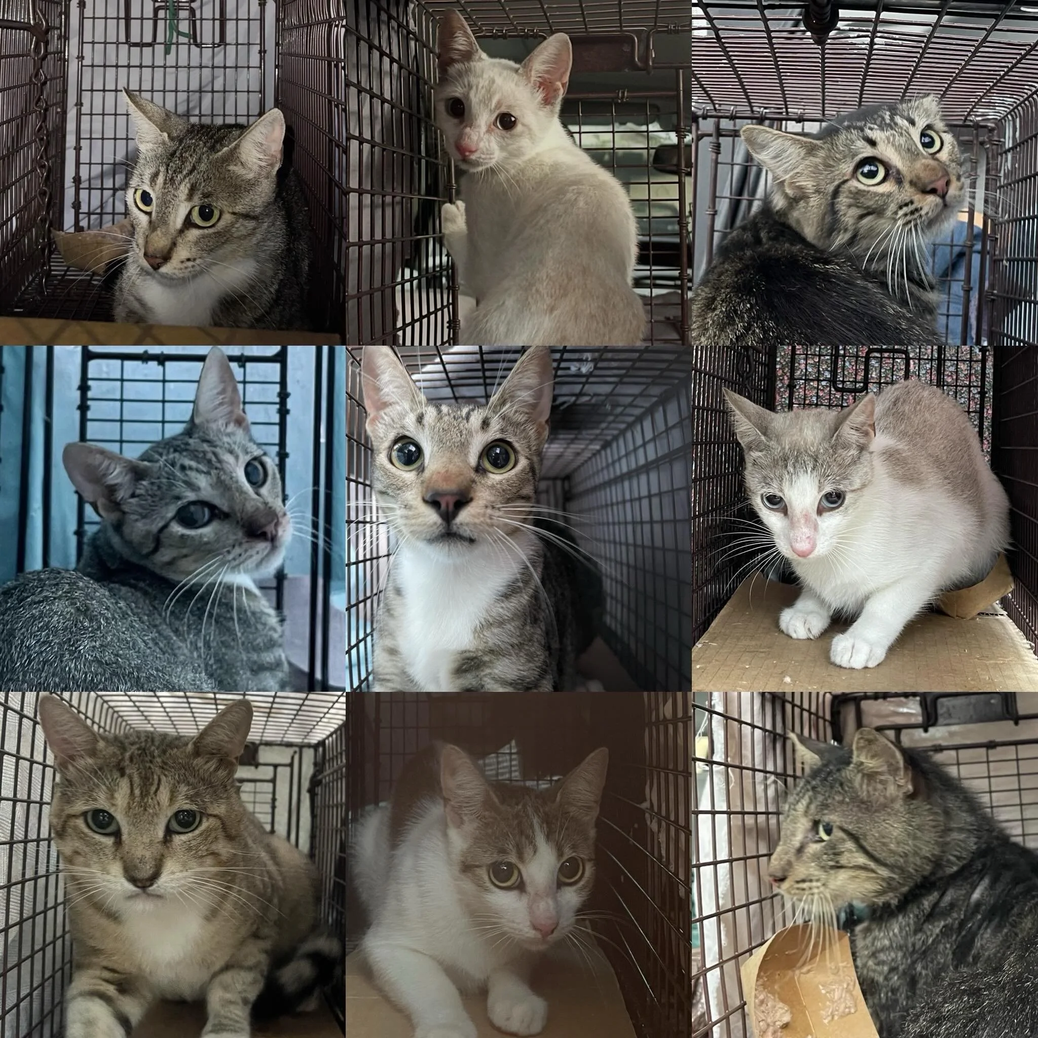 We trapped 9 cats from a colony on Sunday! 8 were healthy and were spayed/neutered, vaccinated, and released back to their outdoor home. We had to help 1 cat who was very sick pass peacefully with integrity, which is much better than dying in pain on