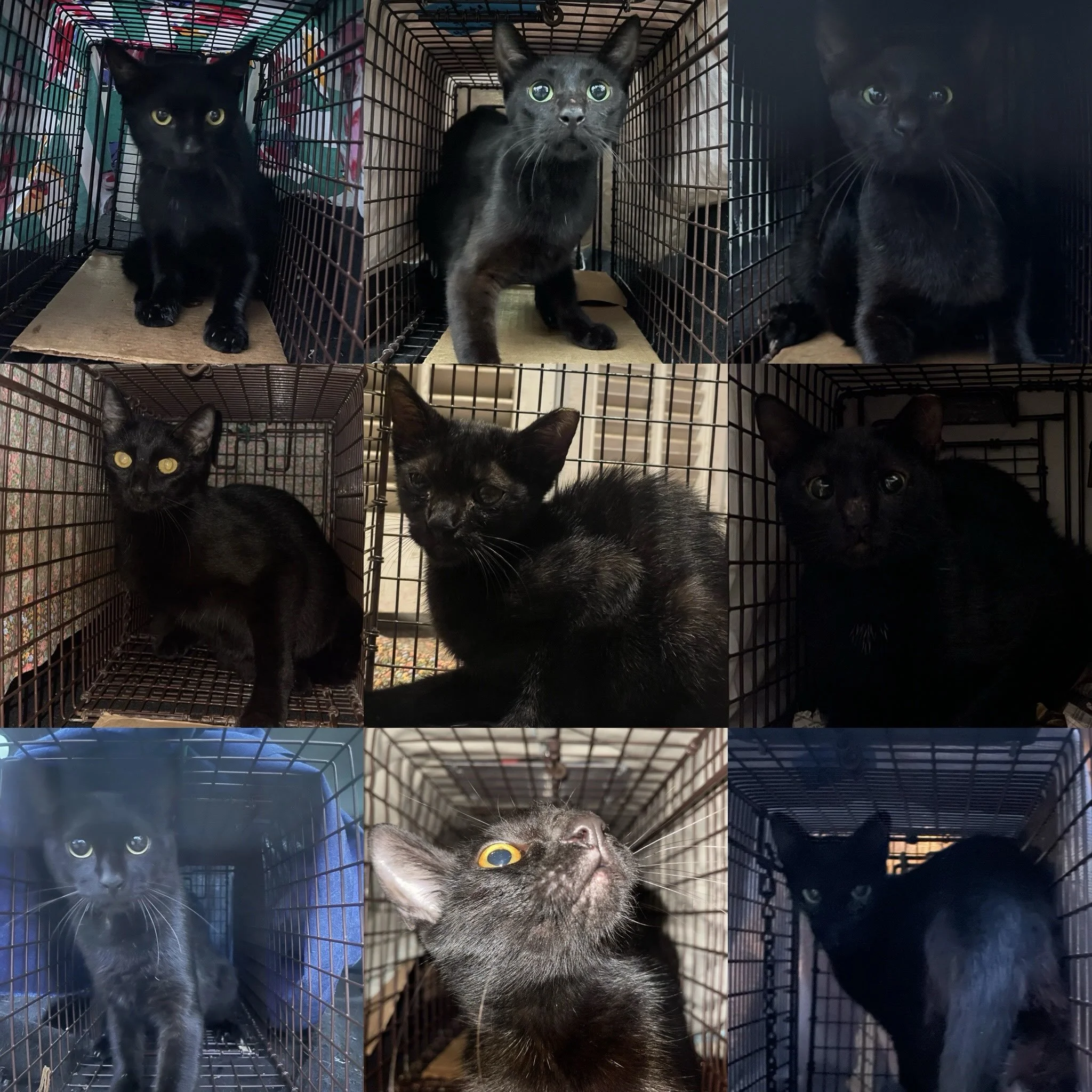 NINE CATS. ONE WEEK. ZERO CONTRAST. 🖤

Every single one a void. Not a tabby in sight. Our photographer is in the trap now, muttering.

All nine: fixed, vaccinated, ear-tipped, home. ✅

Black cats get overlooked everywhere else. Not here. Here they g