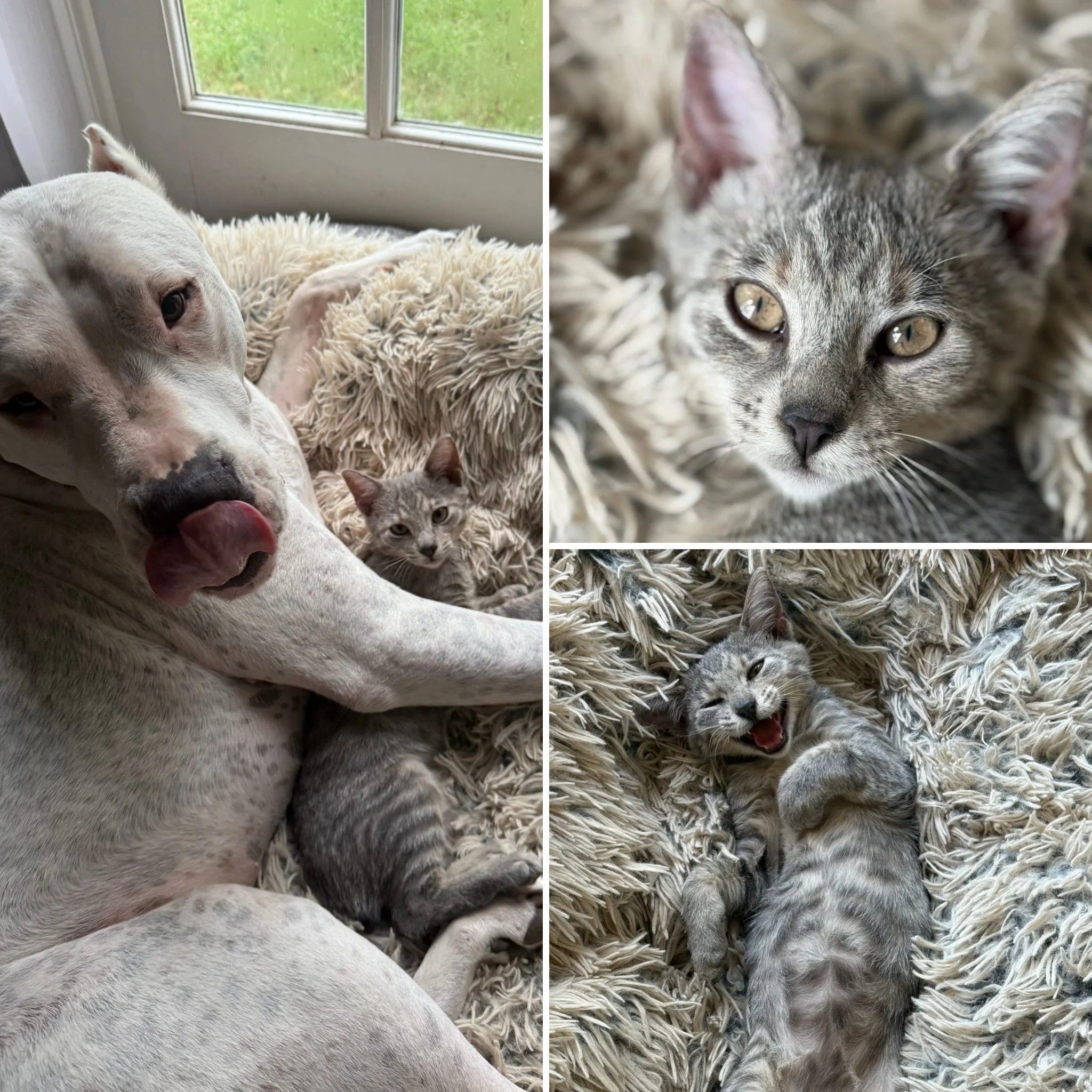 Tuna is a sweet kitten who loves dogs! Contact us about a sleepover today!
