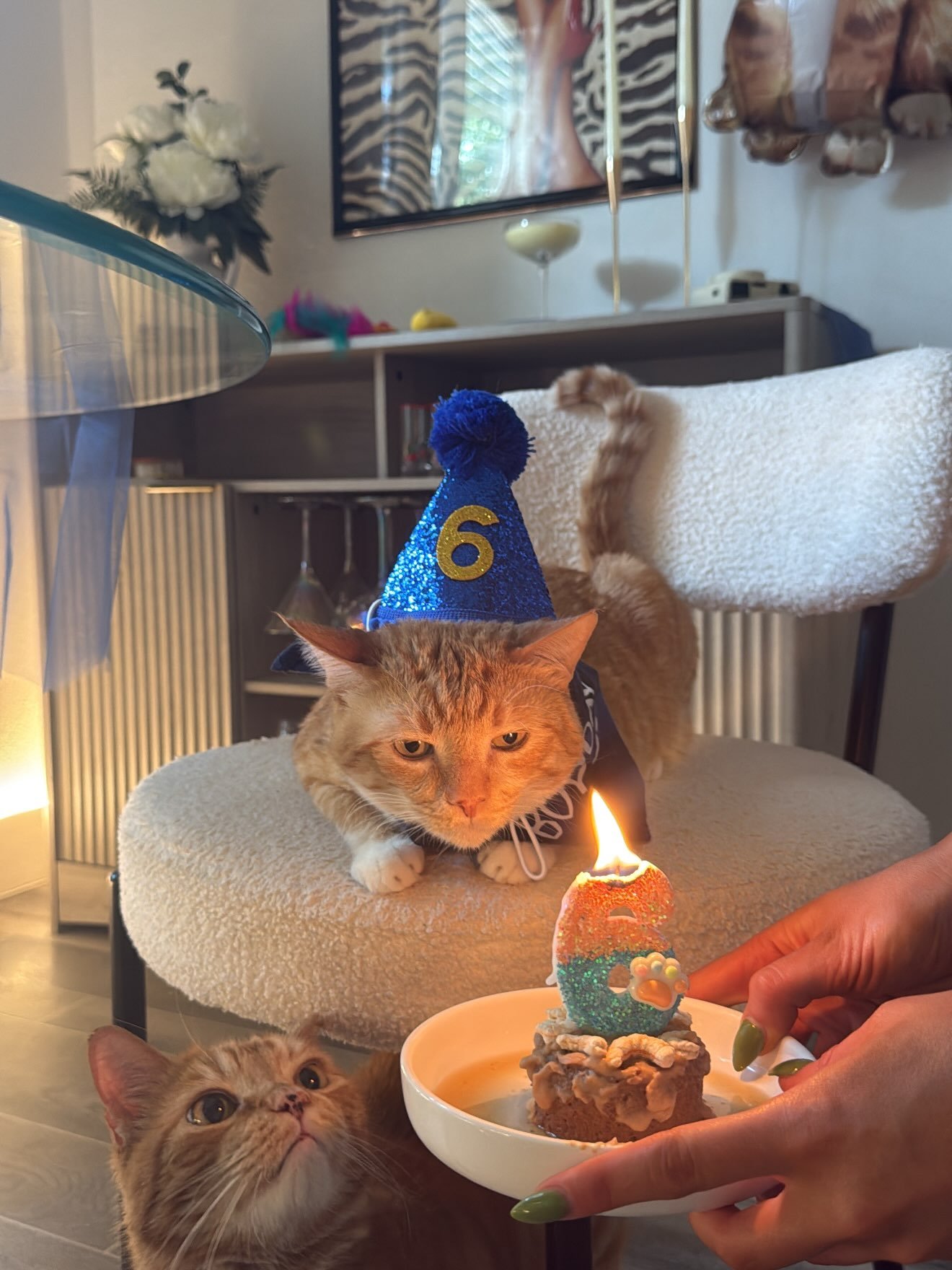 Happy 1 year adoption anniversary to Biscuit (fka Ike)! We rescued Biscuit right before a winter storm hit Houston. He was in rough shape with a gaping wound on his neck. He waited a long time to find his forever home, and now he&rsquo;s being pamper