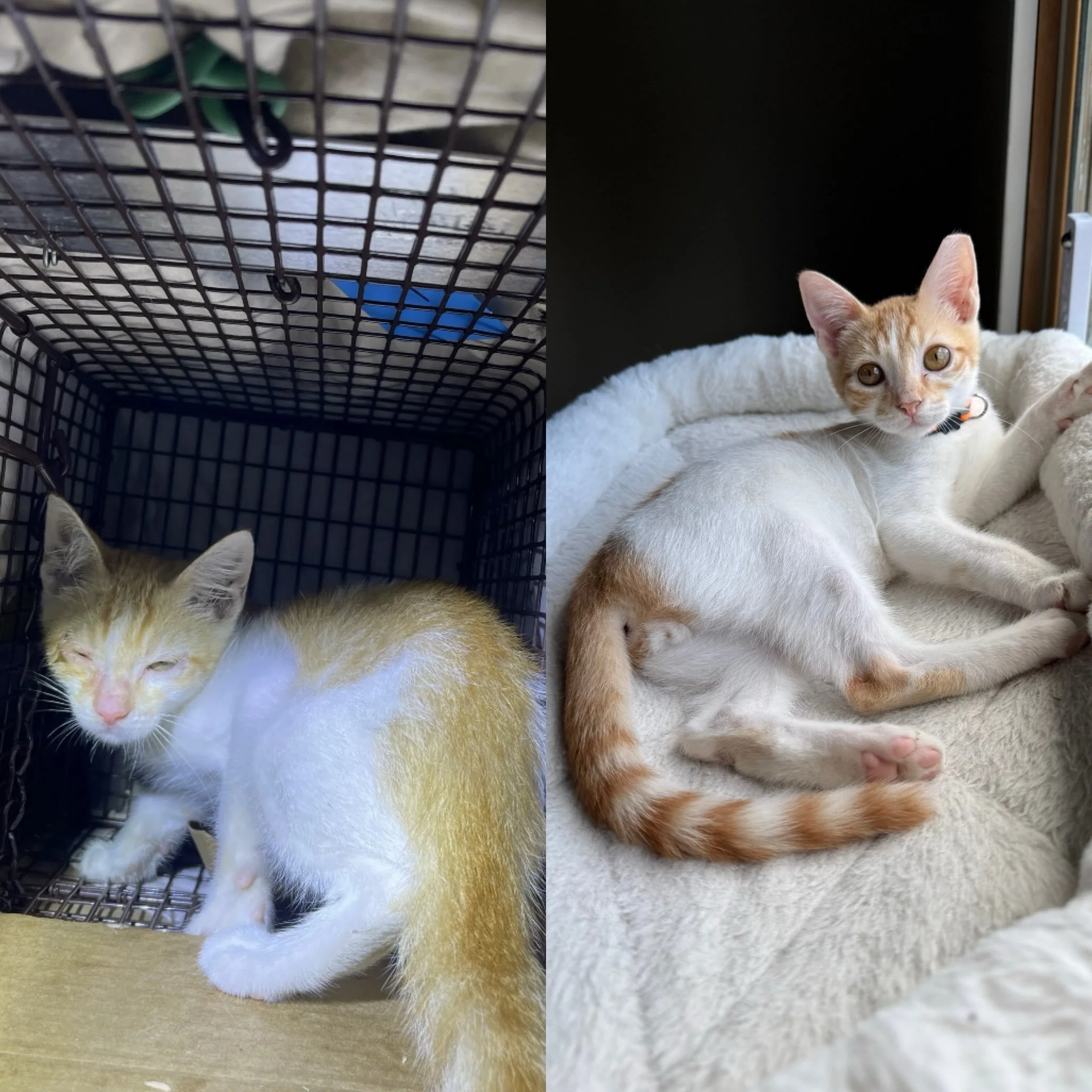 Check out Small Pizza&rsquo;s transformation from sickly street kitten to healthy foster kitten! Come meet SP tomorrow at petsmart from 12-3pm at 1907 Taylor St 77007