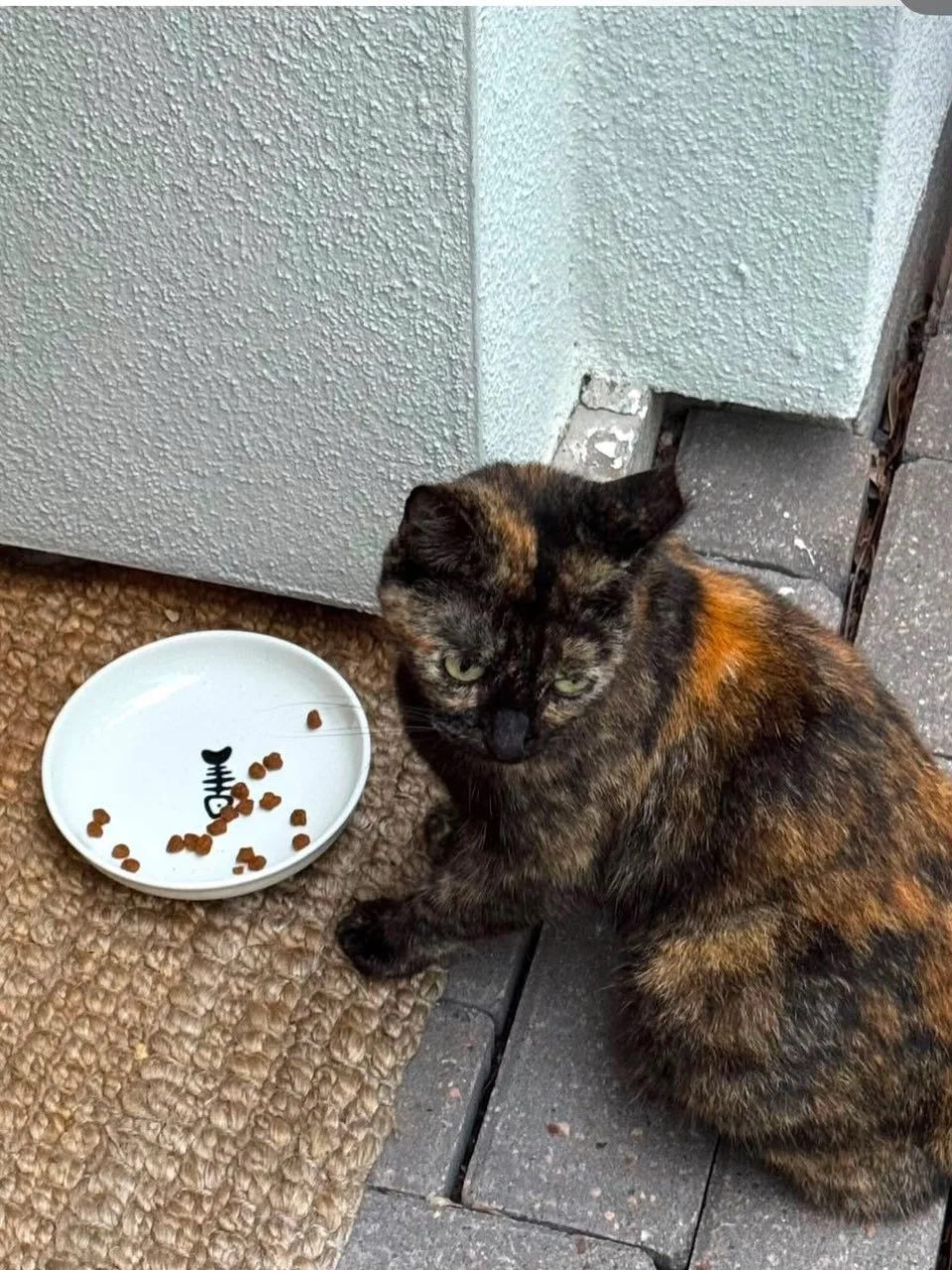 Please contact us if you&rsquo;ve seen this community cat in the area of Cortlandt and 27th recently. She&rsquo;s been missing since last Sunday.